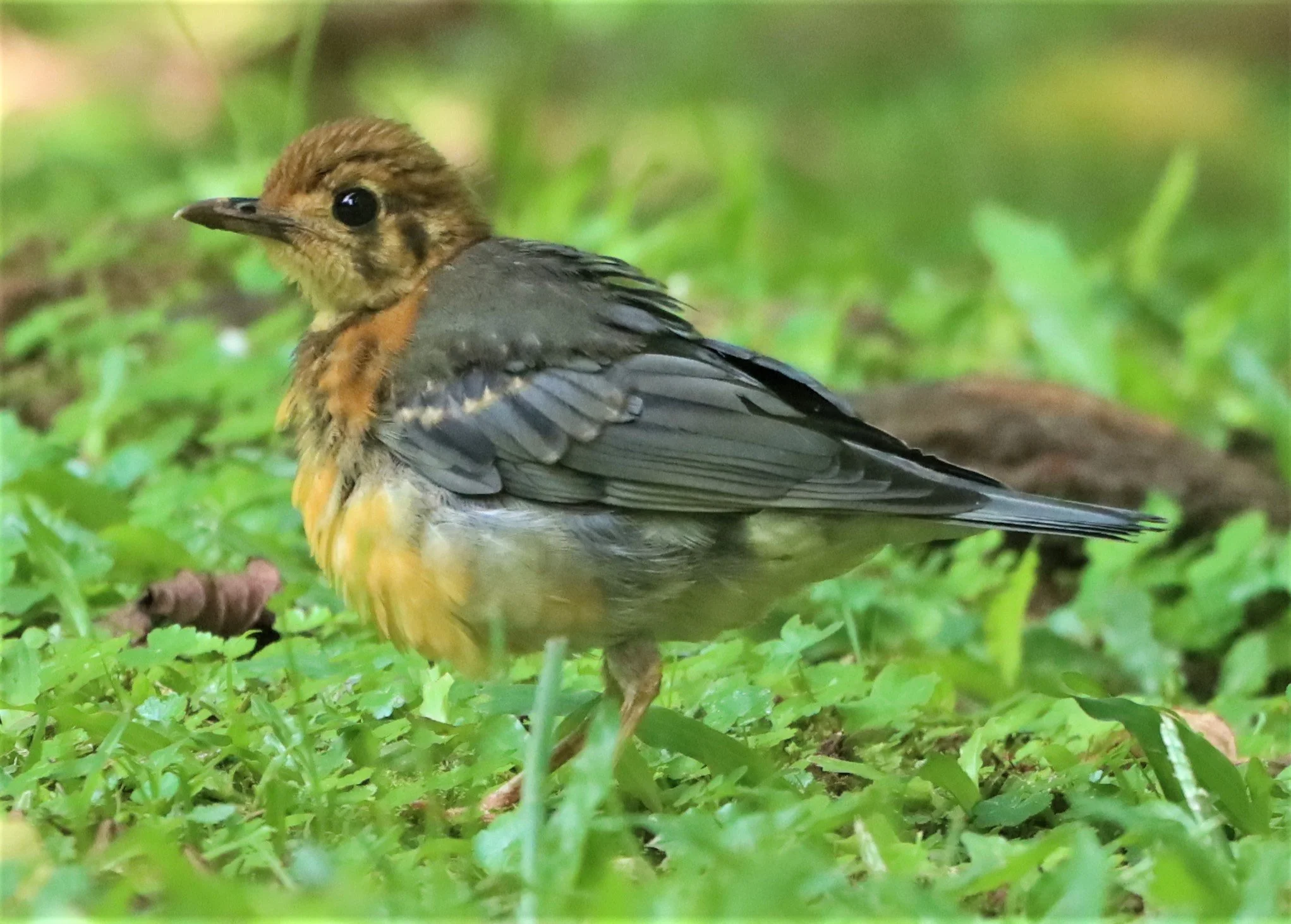Orange-headed Thrush (Zoothera citrina) Doi Ang Kang Chiang Mai (6).jpg