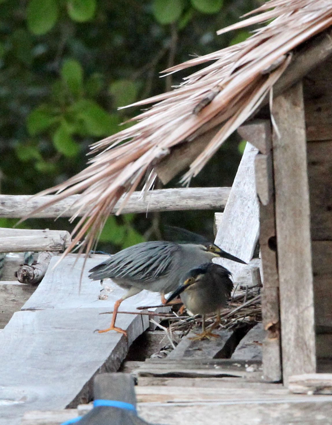 HERON - LITTLE HERON - Butorides striata - TANGKOKO NATIONAL PARK SULAWESI INDONESIA (9).JPG
