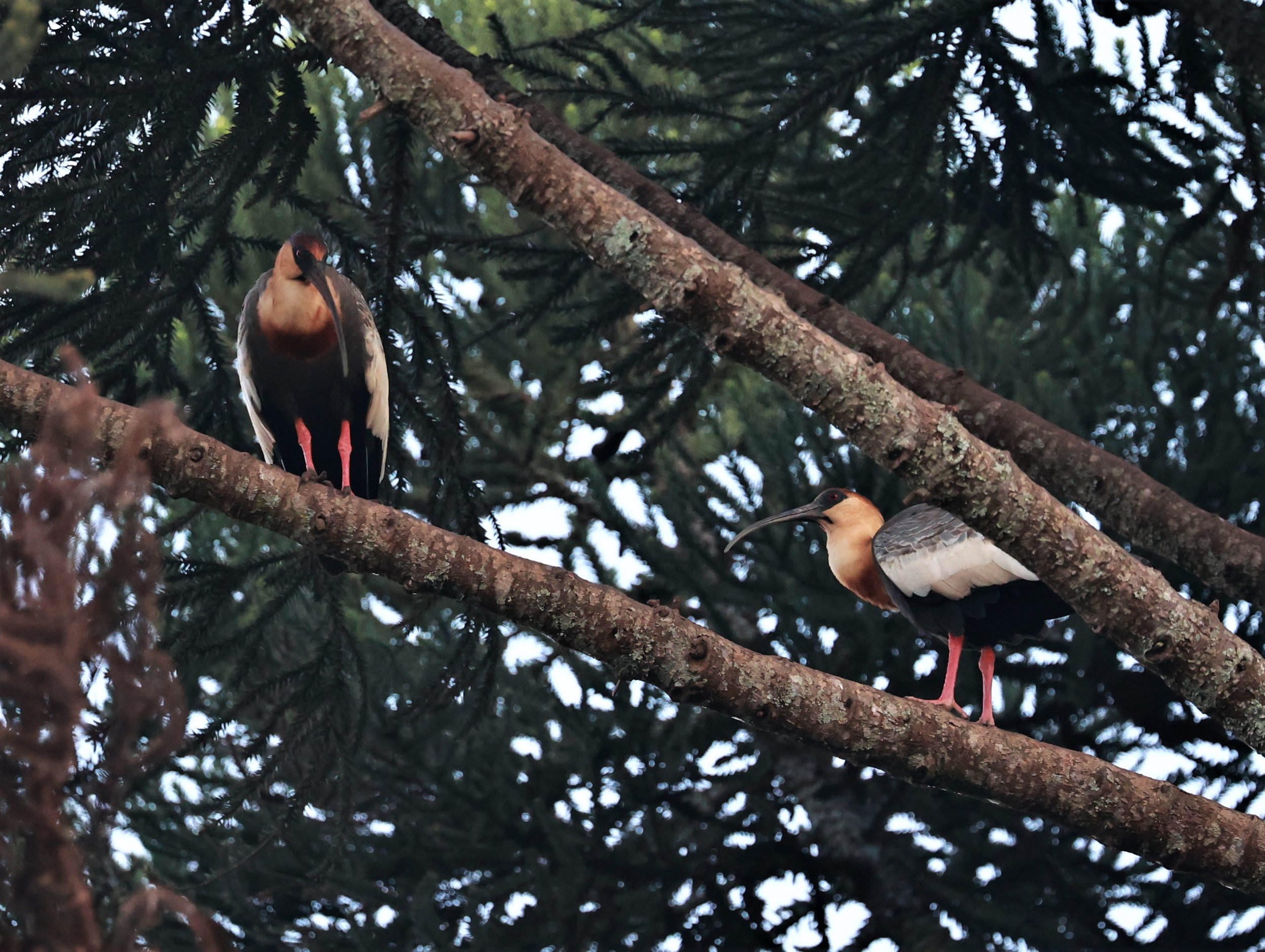 Ibis - Buff-necked Ibis - Theristicus caudatus - Fazenda Garibaldi, Sao Paulo State (6).jpg