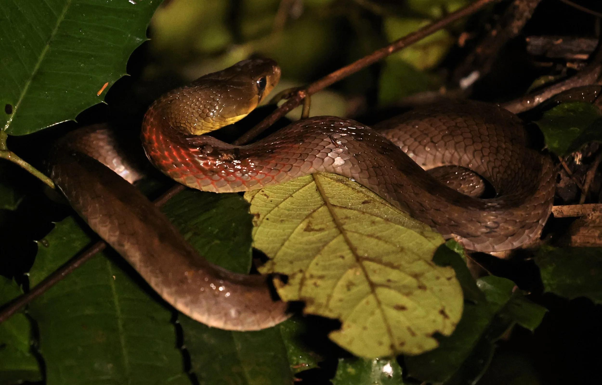 Red-necked Keelback (Rhabdophis subminiatus)