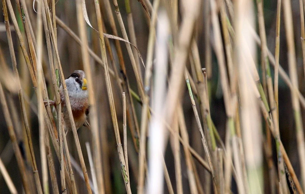 BIRD - PARROTBILL - REED PARROTBILL -  NANKOU, RUDONG, CHINA (5).JPG