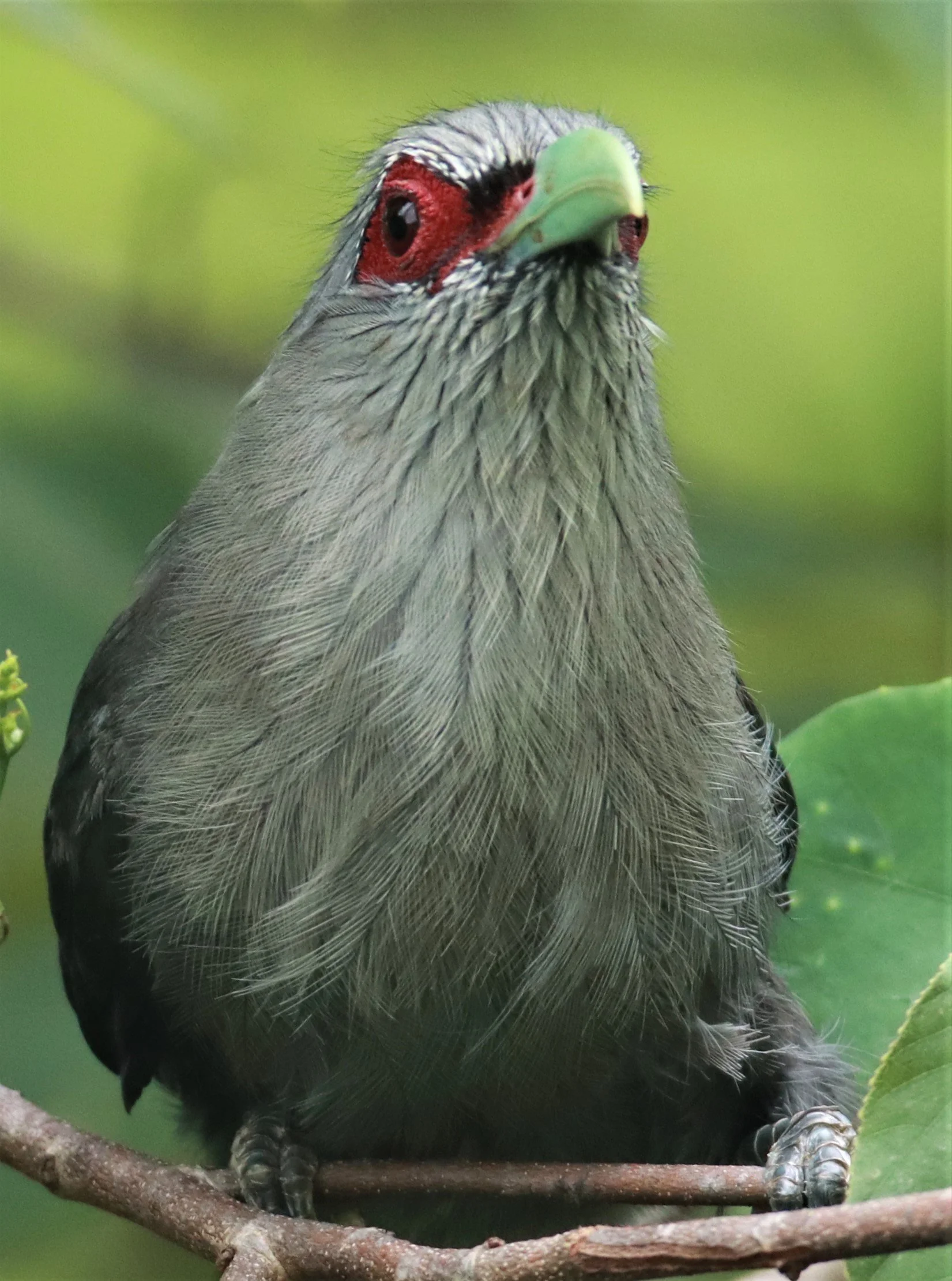 Green-billed Malkoha (Phaenicophaeus tristis) Nong Ya Plong Petchaburi Thailand (1).jpg