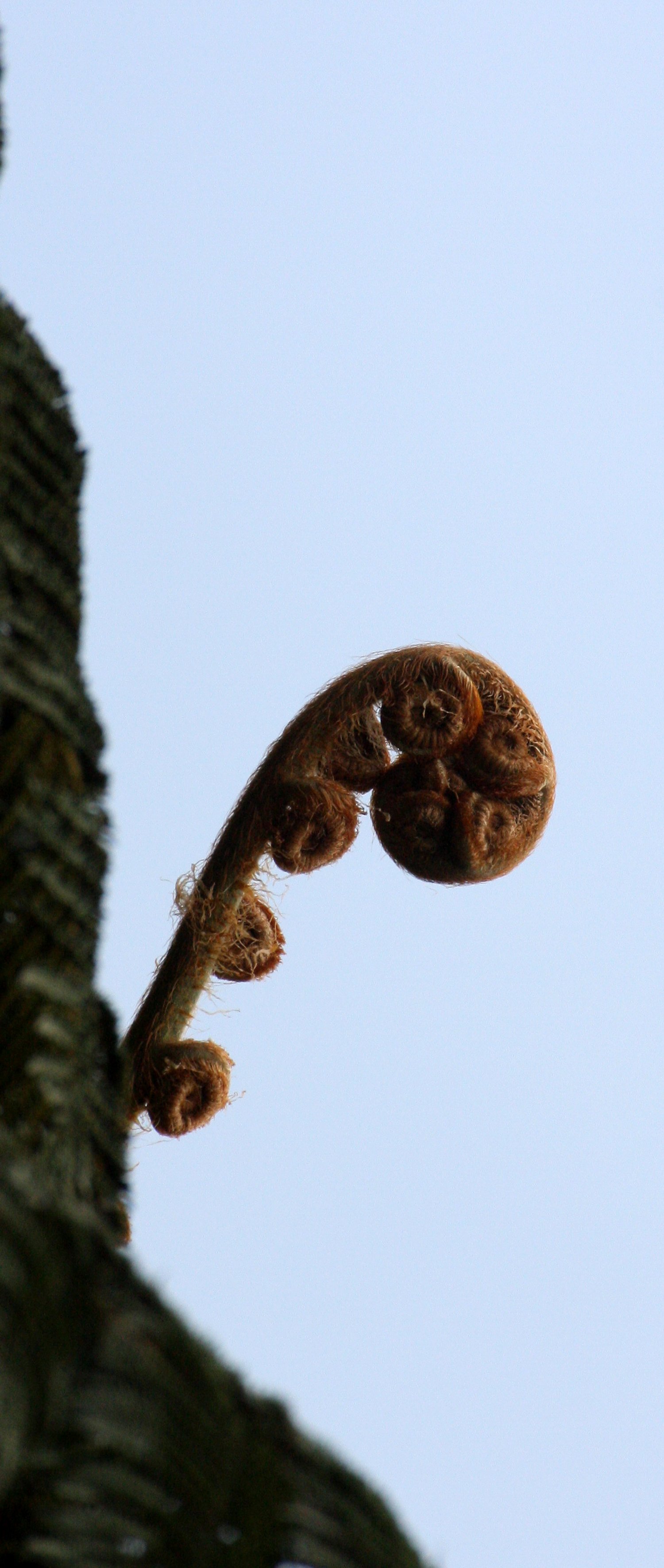 TAIWAN - SUBTROPICAL FOREST - PLANT SPECIES.JPG