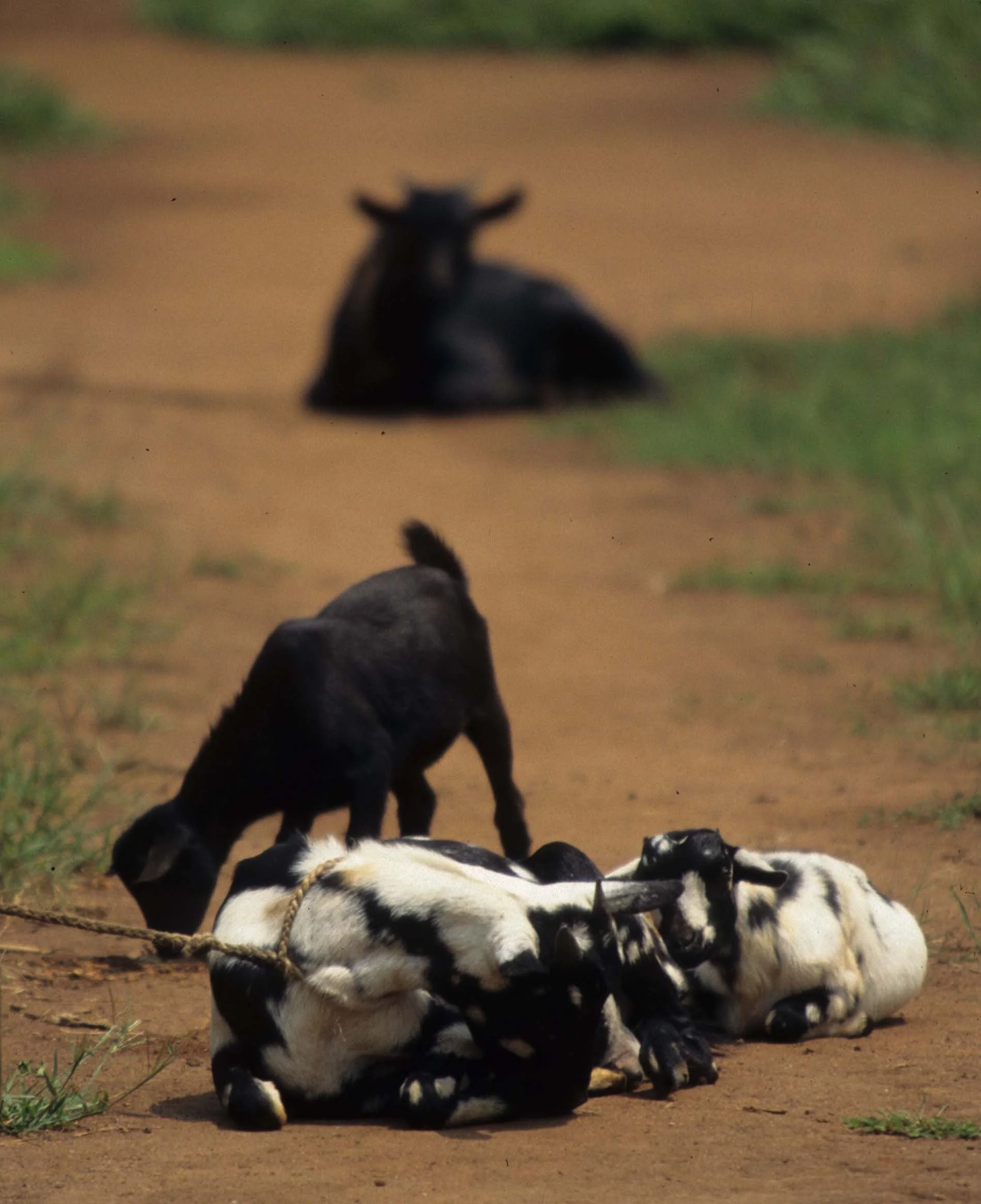 MASAI - GOATS.jpg