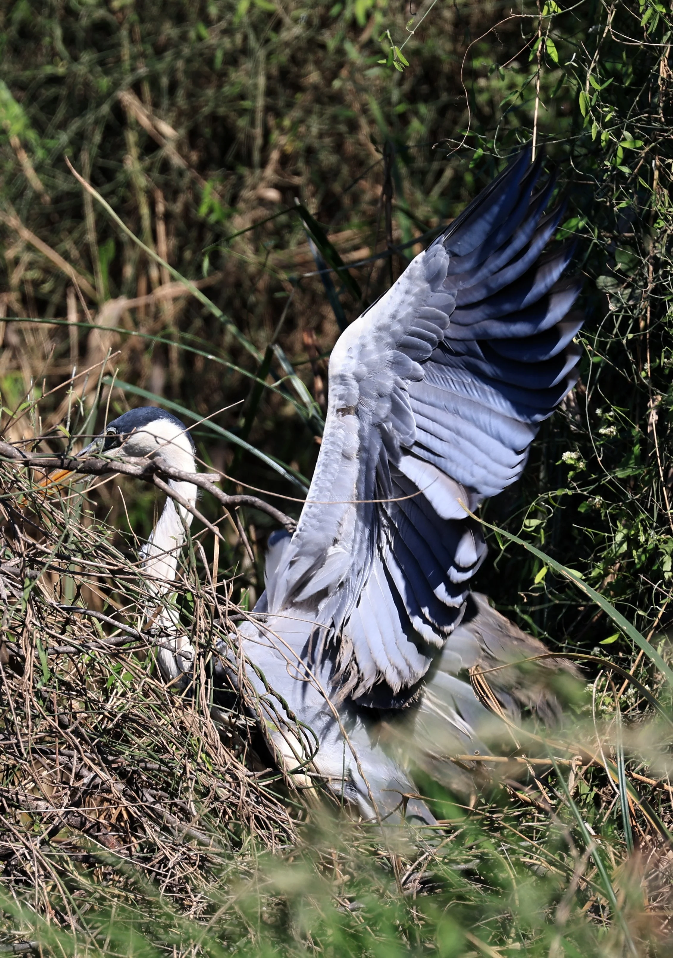 Cocoi Heron (Ardea cocoi) Agua Dulce Paraguay (4).jpg