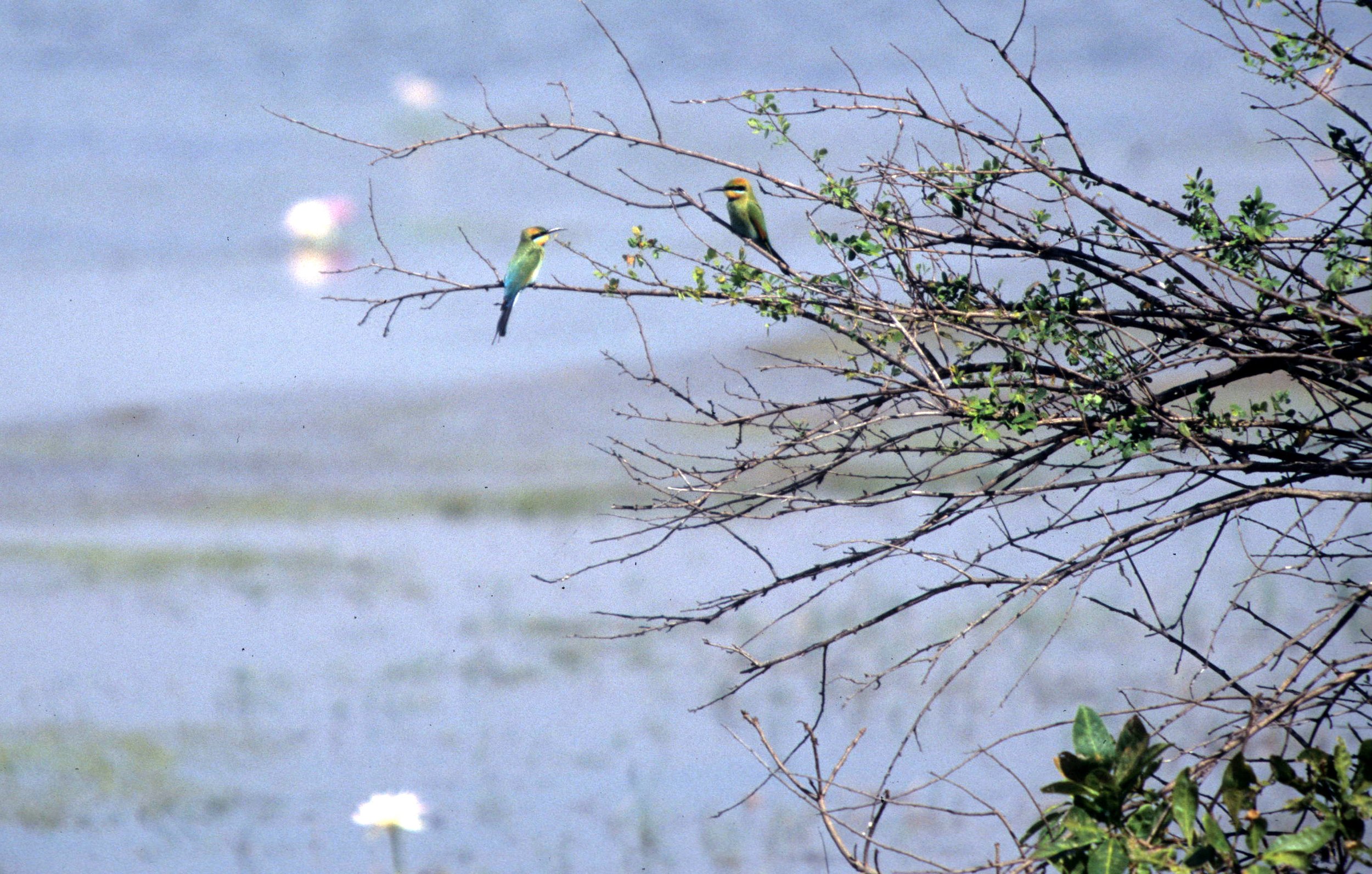 BIRD - BEE-EATER - RAINBOW BEE-EATER - KAKADU NP B.jpg