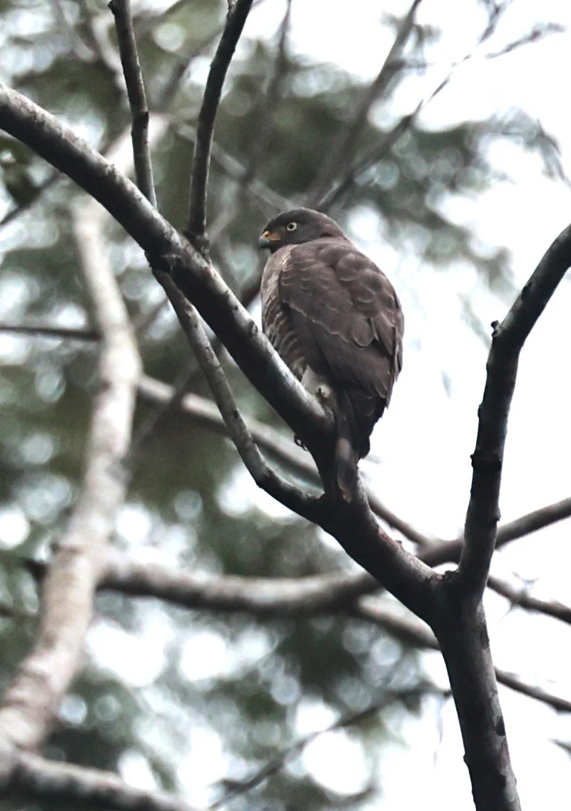 Roadside Hawk - Rupornis magnirostris - Feliciano Miguel Abdala Reserve (Caratinga Biological Reserve), ES