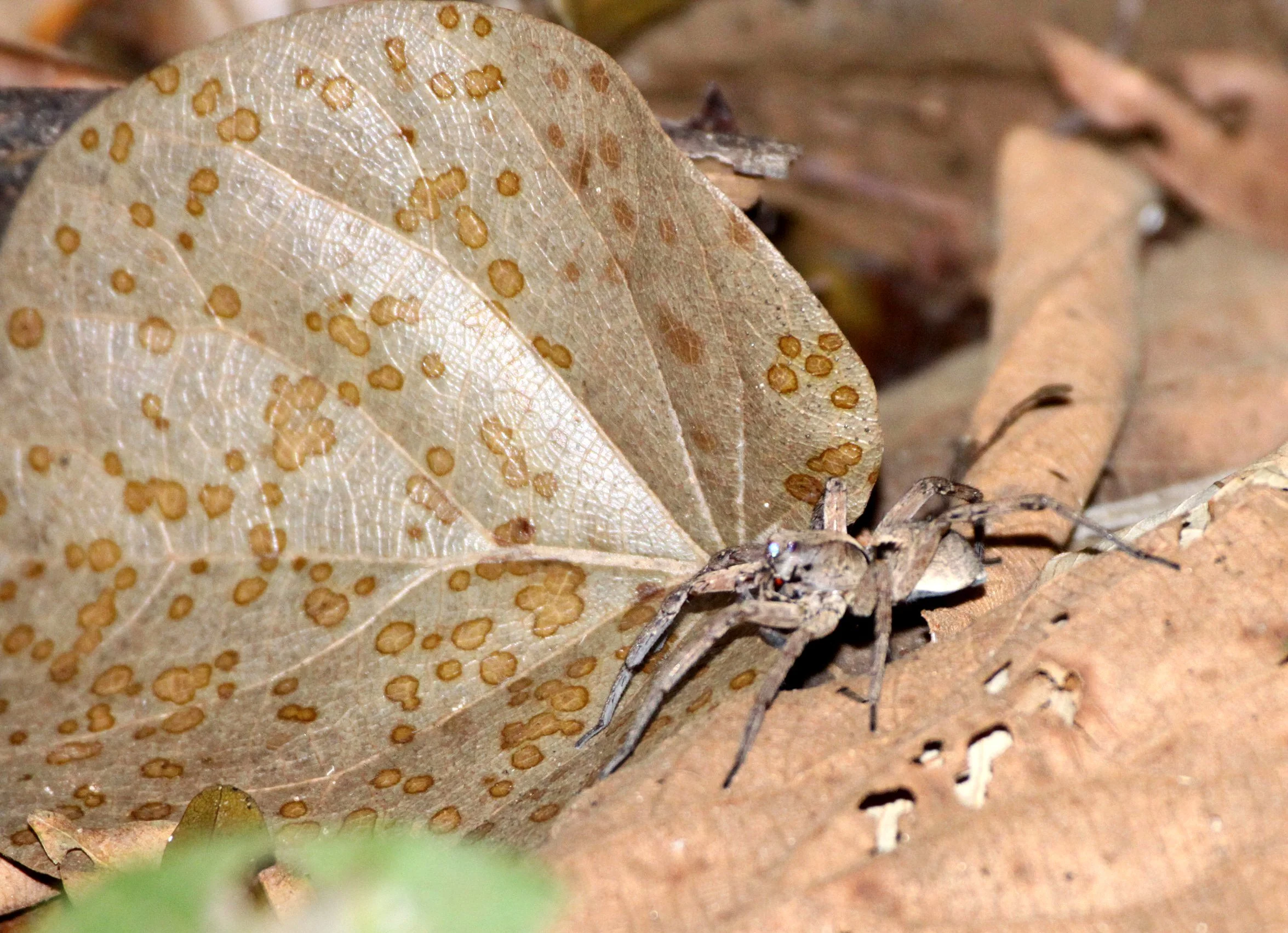 Sparassidae - Huntsman Species Unidentified - Ankarana NP, Madagascar