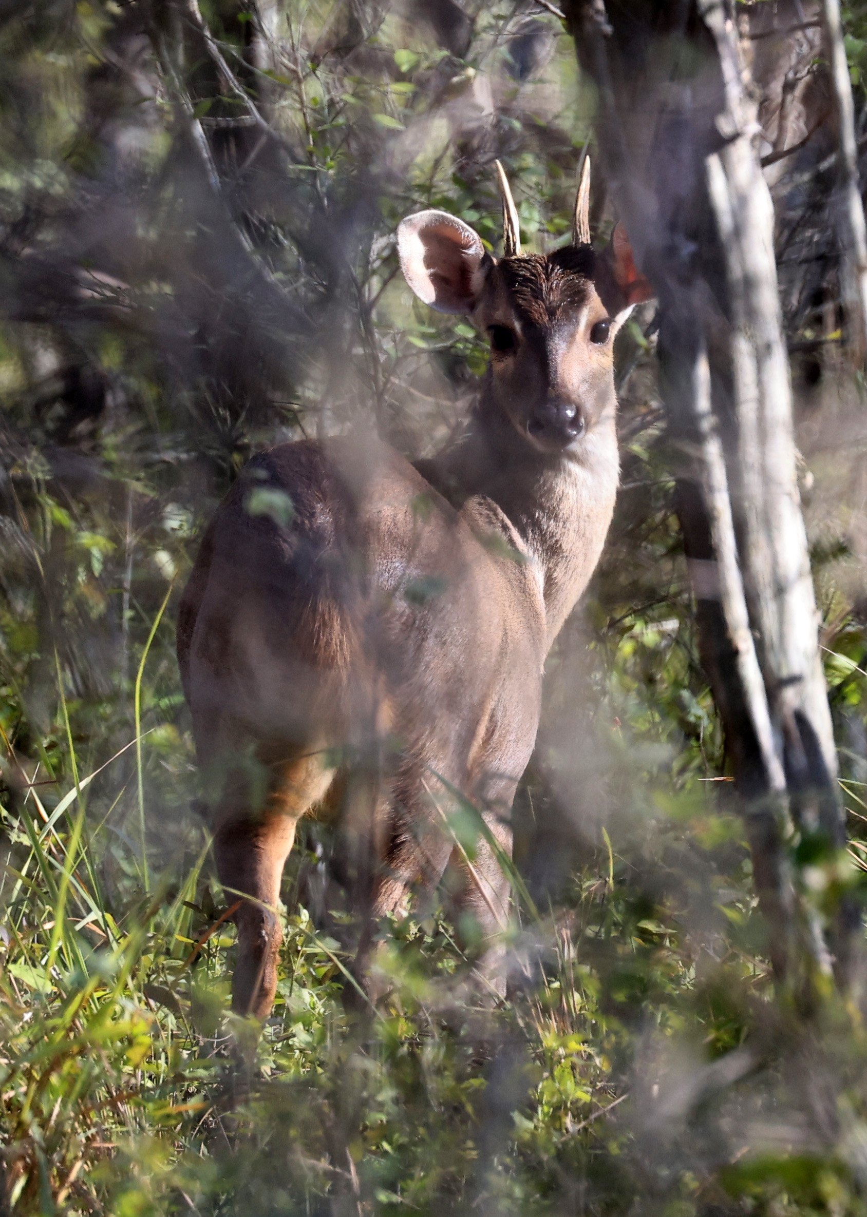 Southern Brown Brocket (Subulo gouazoubira) Selva Serena Natural Reserve (43).jpg