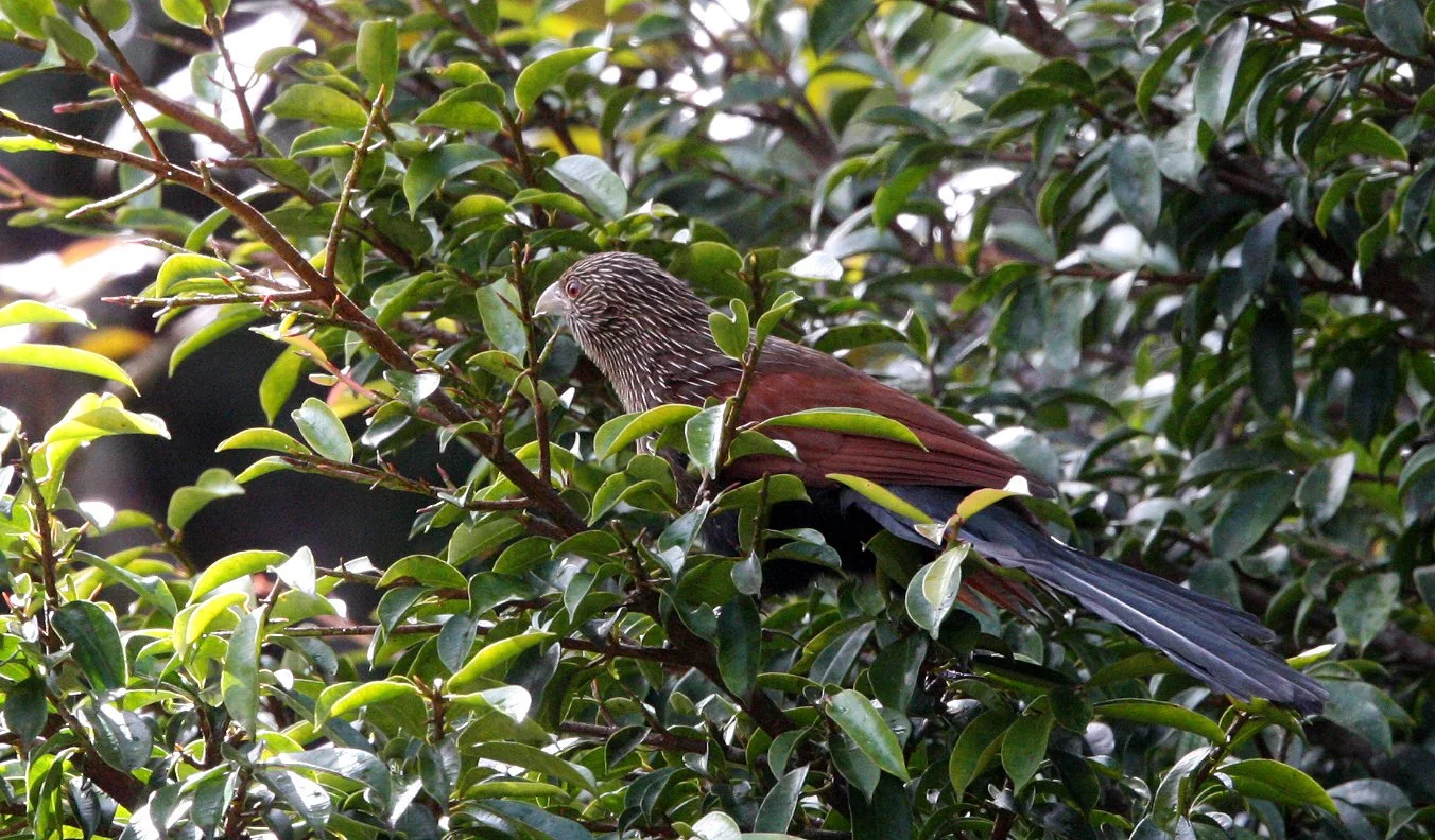 Madagascar Coucal (Centropus toulou) Mantadia NP Madagascar (1).JPG