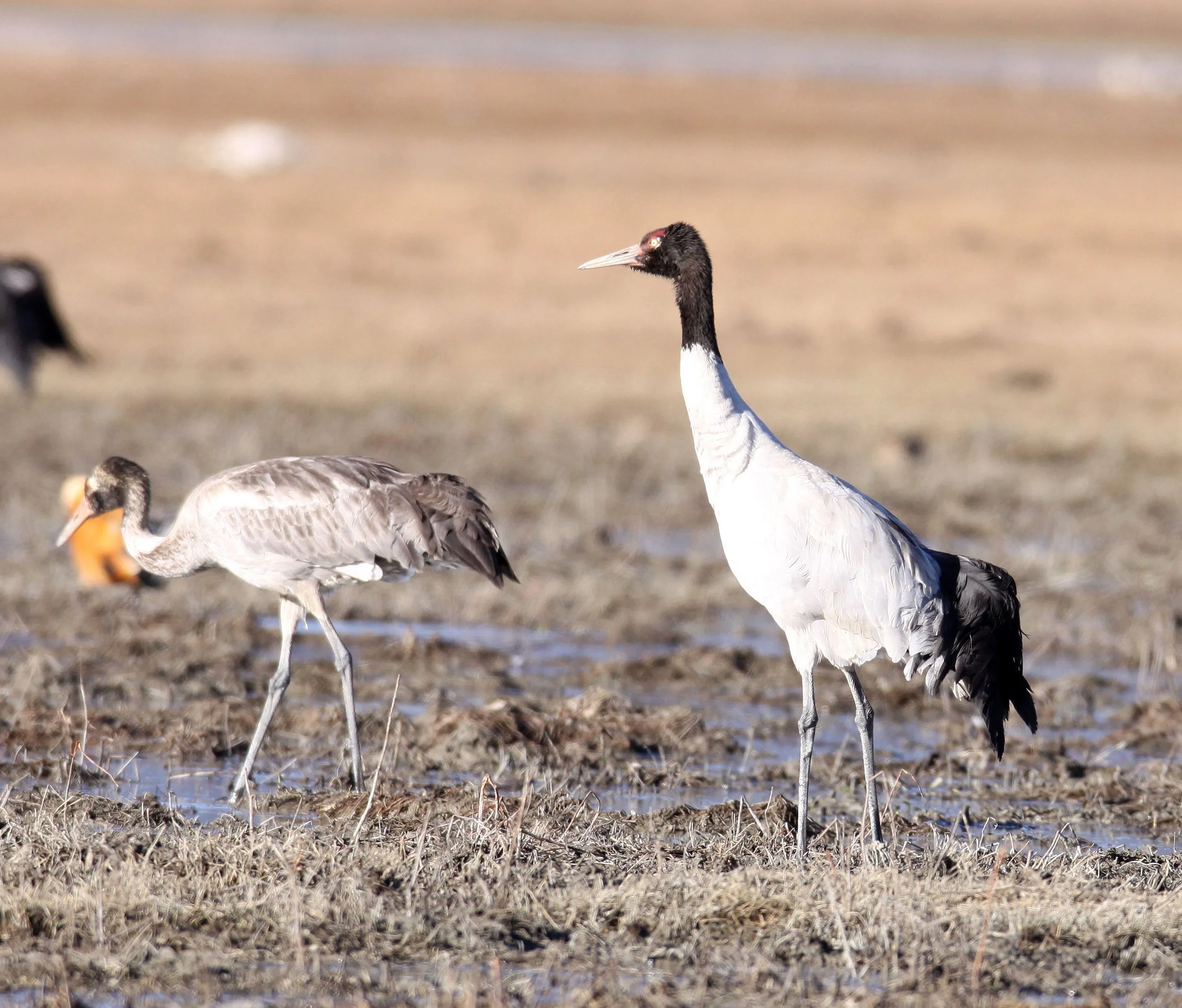 Black-necked Crane (Grus nigricollis) Shangrila, Yunnan, China
