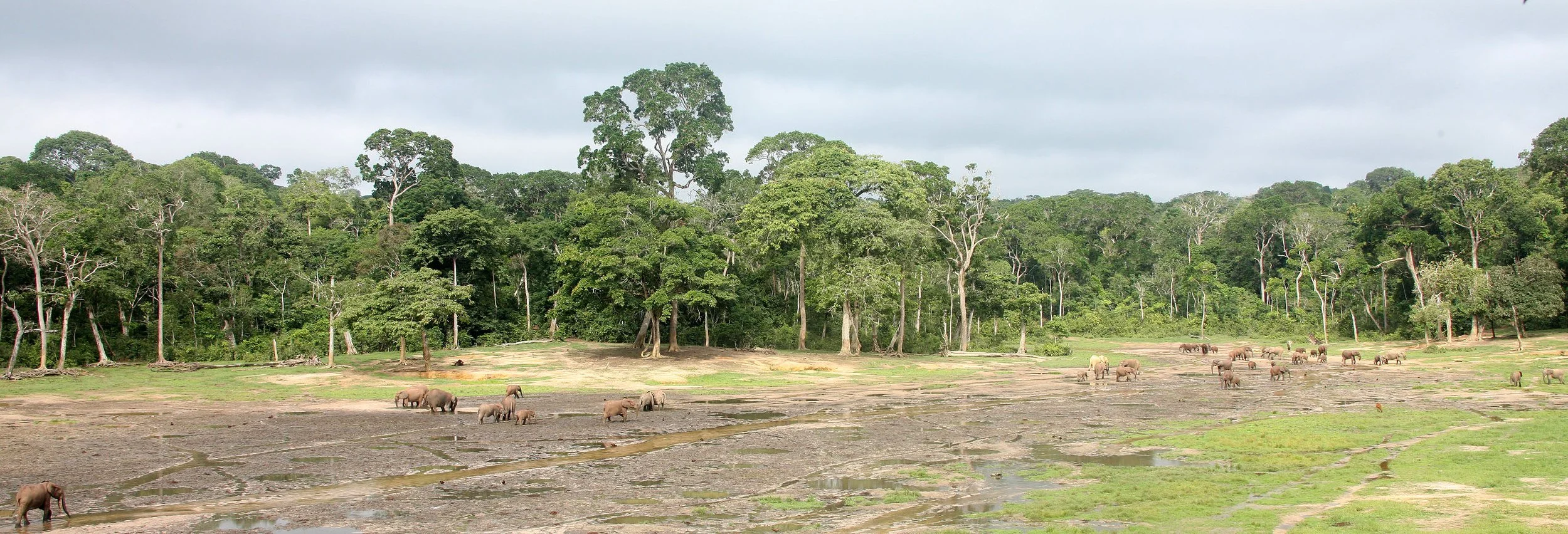 ELEPHANT - FOREST ELEPHANT - DZANGHA BAI - DZANGHA NDOKI NP - CENTRAL AFRICAN REPUBLIC (189).JPG