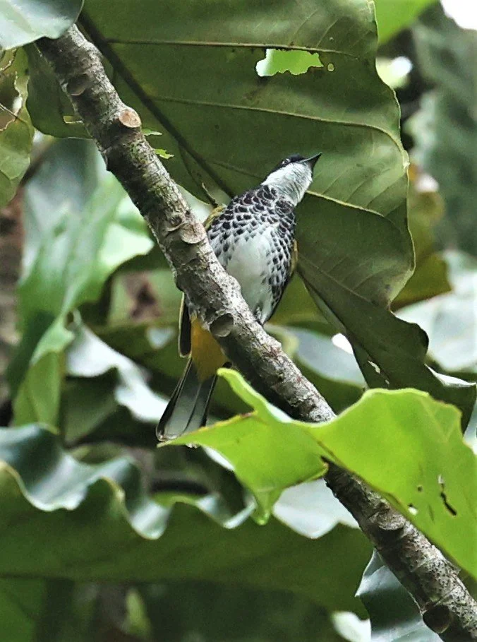 BULBUL - SCALY-BREASTED BULBUL - Ixodia squamata - HALA BALA WILDLIFE SANCTUARY APRIL 2022 (6).jpg