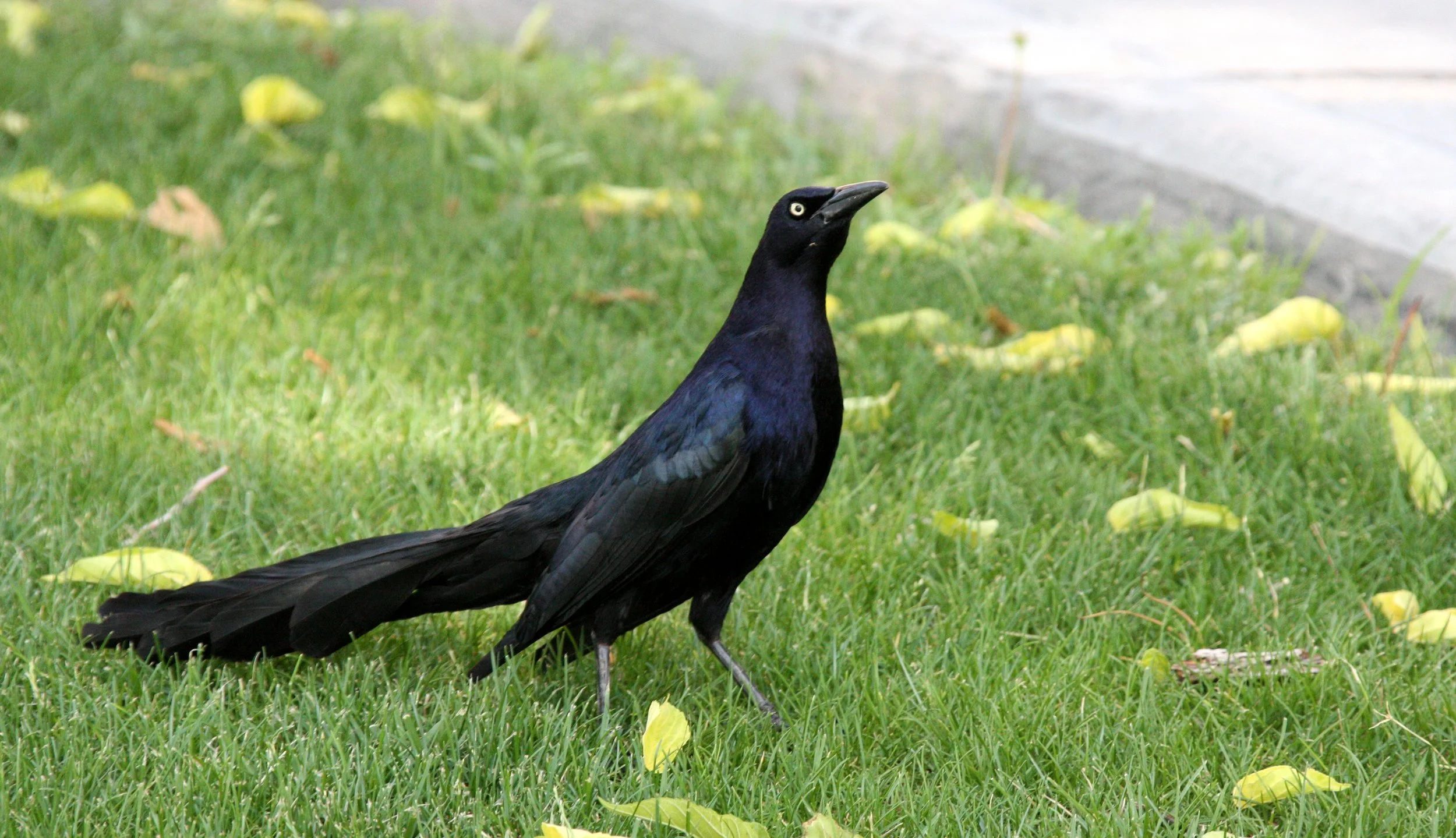 BIRD - GRACKLE - GREAT-TAILED GRACKLE - LAS CRUCES NEW MEXICO - NMSU CAMPUS.JPG