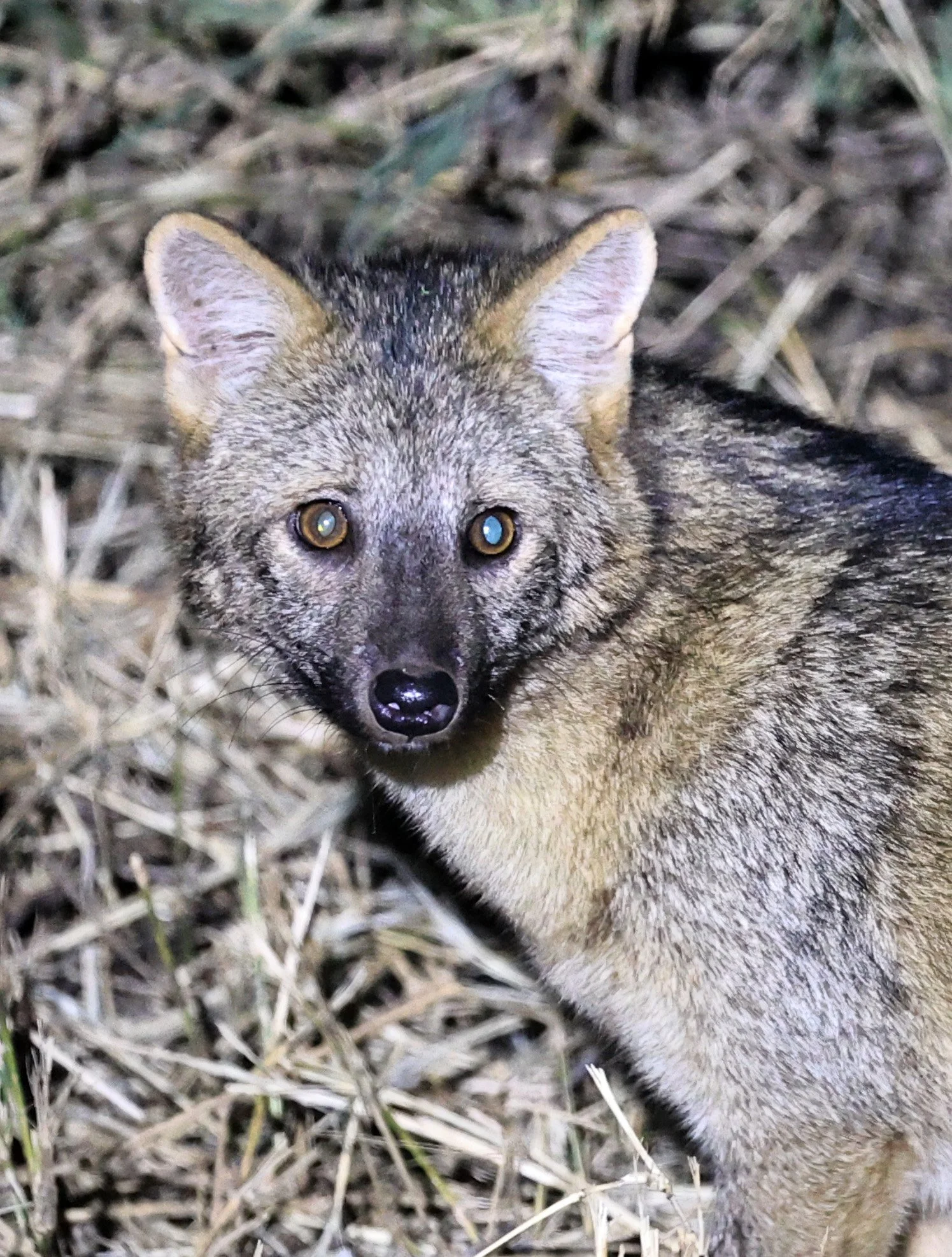 Crab-eating Fox (Cerdocyon thous) Estancia Campo'í Paraguay  (12).jpg