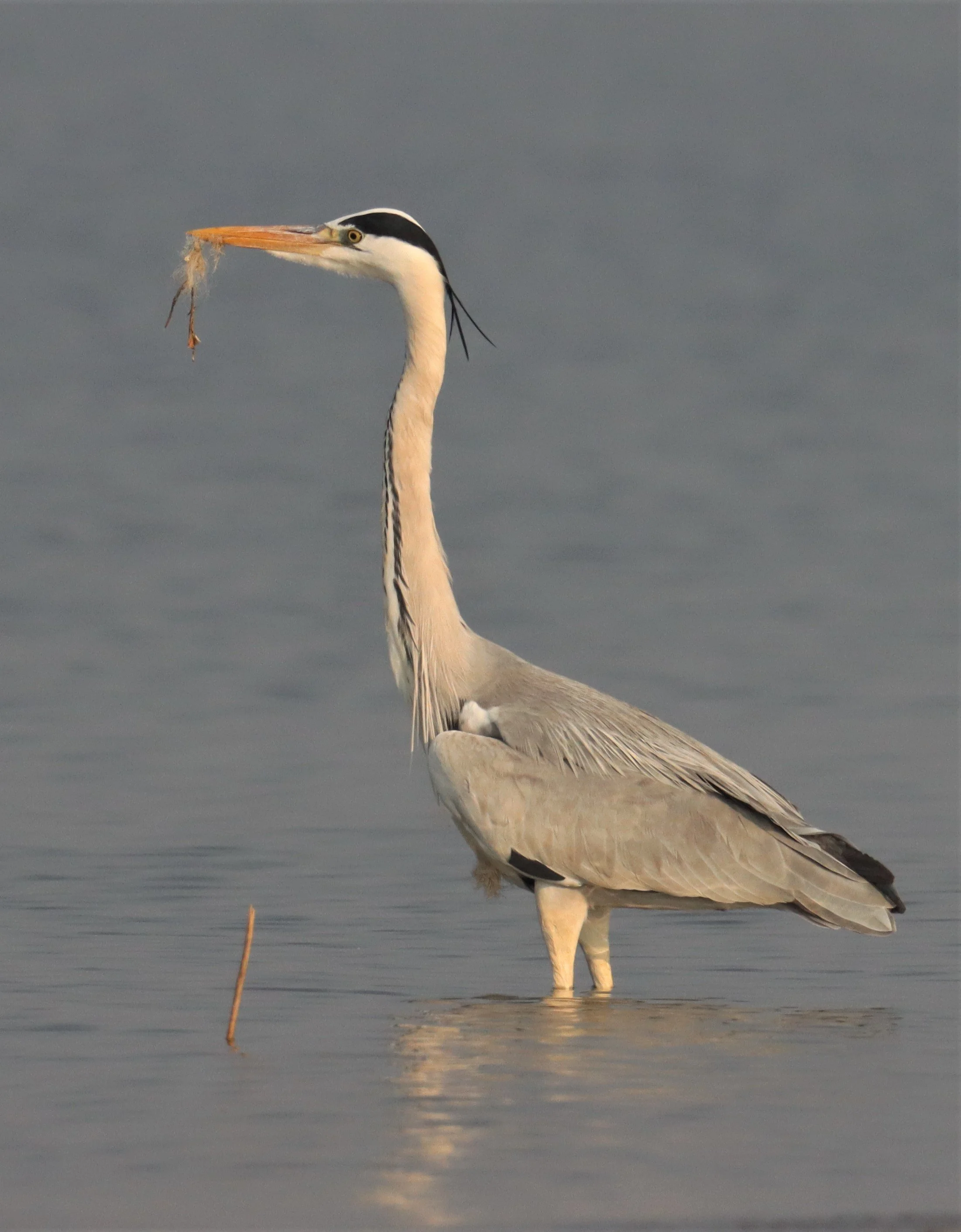 HERON - GREY HERON - Ardea cinerea - BUENG BORAPHET  (1).jpg