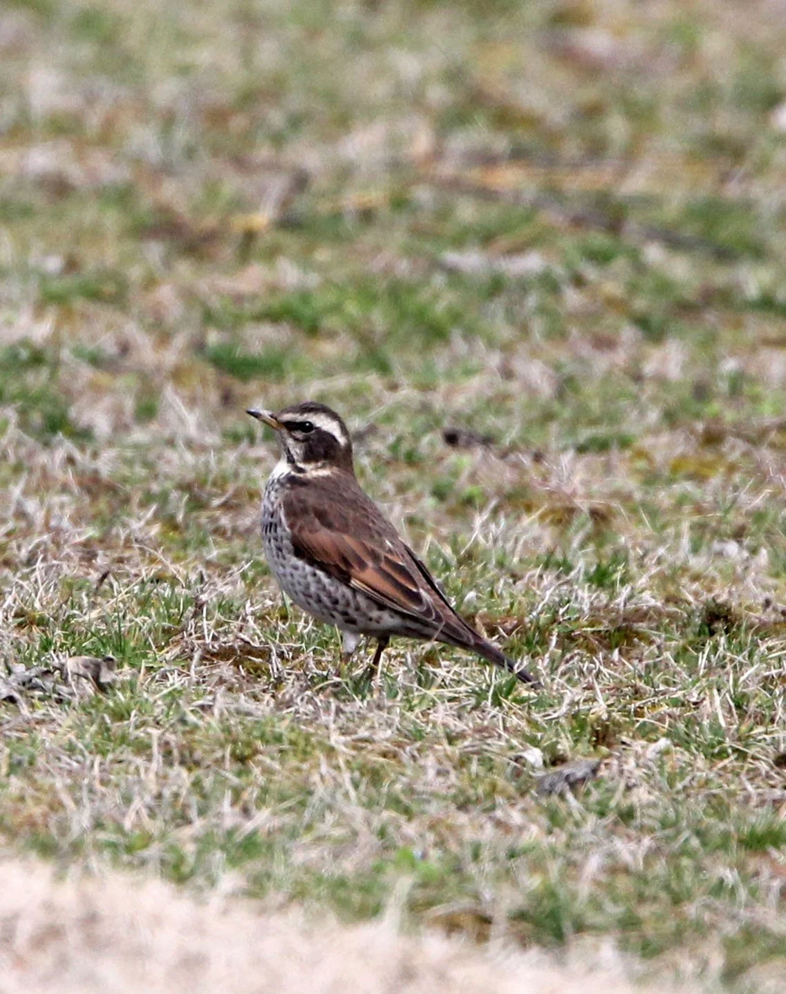Dusky Thrush (Turdus eunomus) Binjiang Forest Park Shanghai (1).JPG