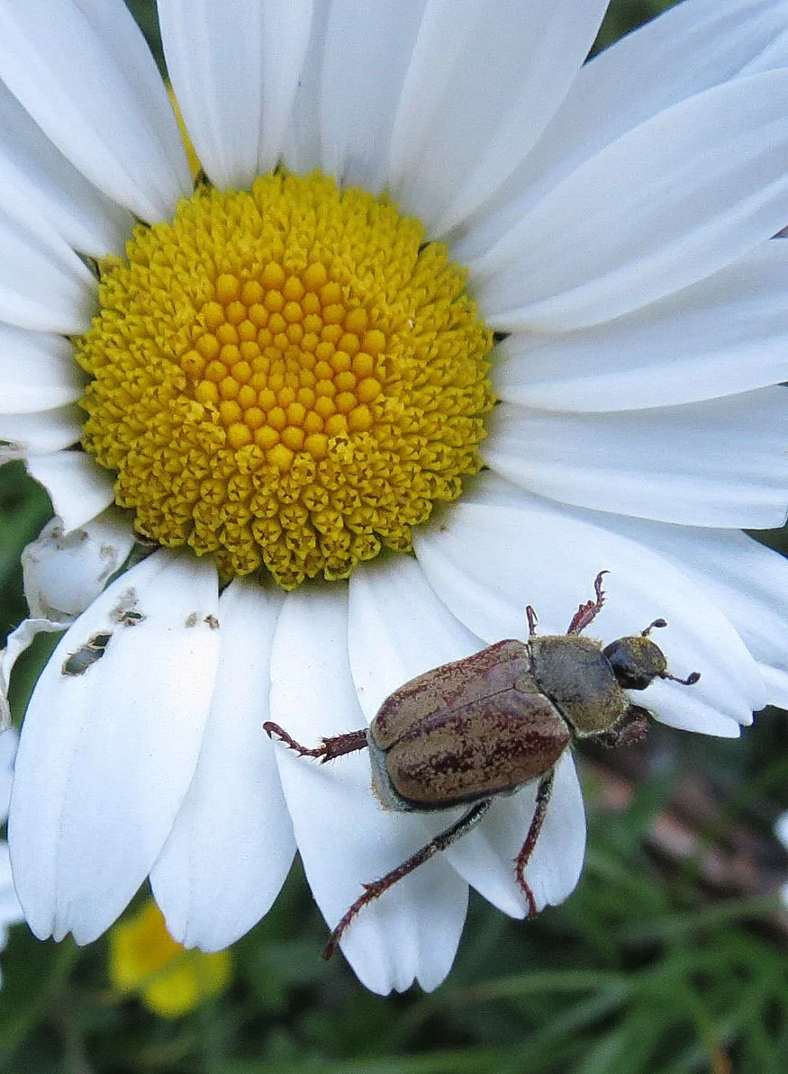 Macrodactylus species - Vercor NP, Southern France