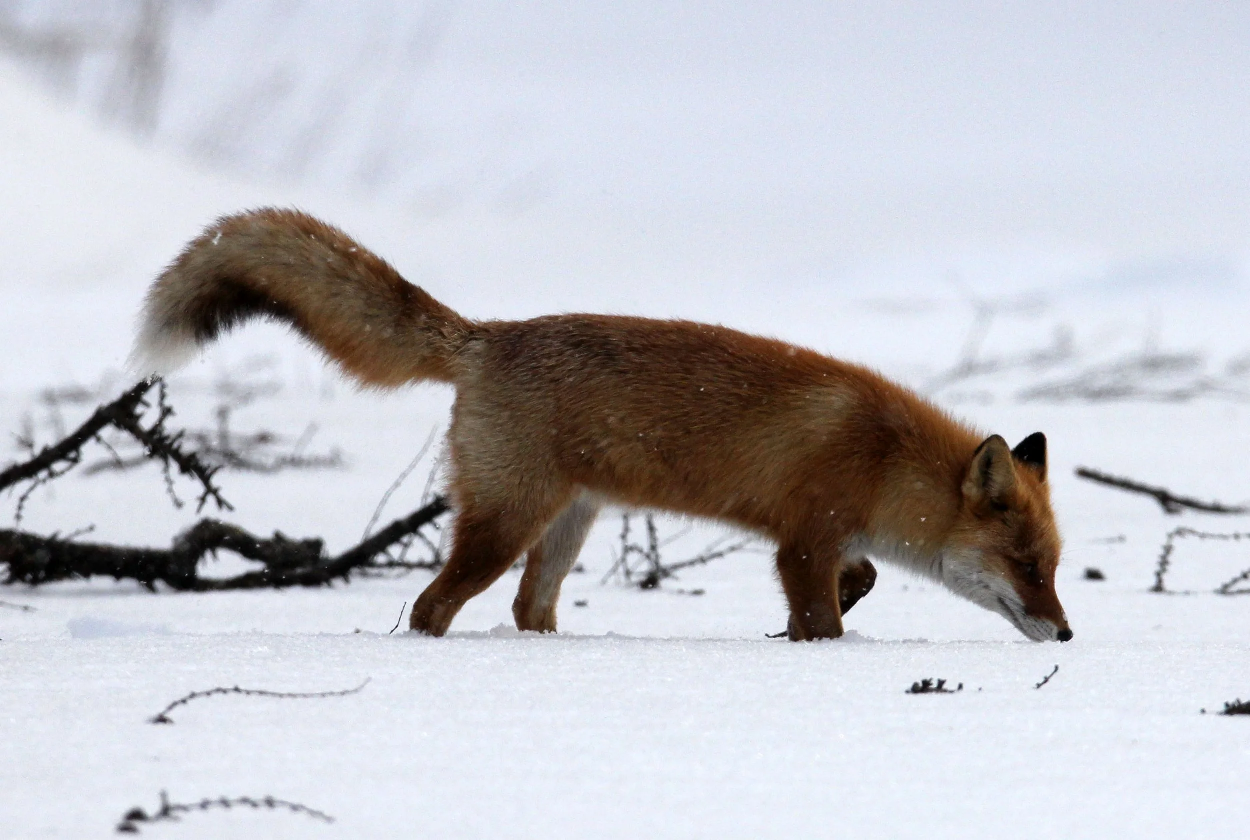 FOX - Vulpes vulpes schrencki - HOKKAIDO RED FOX - TSURUI HOKKAIDO (97).JPG