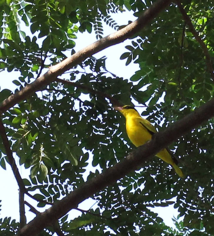 Black-napped Oriole (Oriolus chinensis) Nonthaburi Thailand (2).JPG