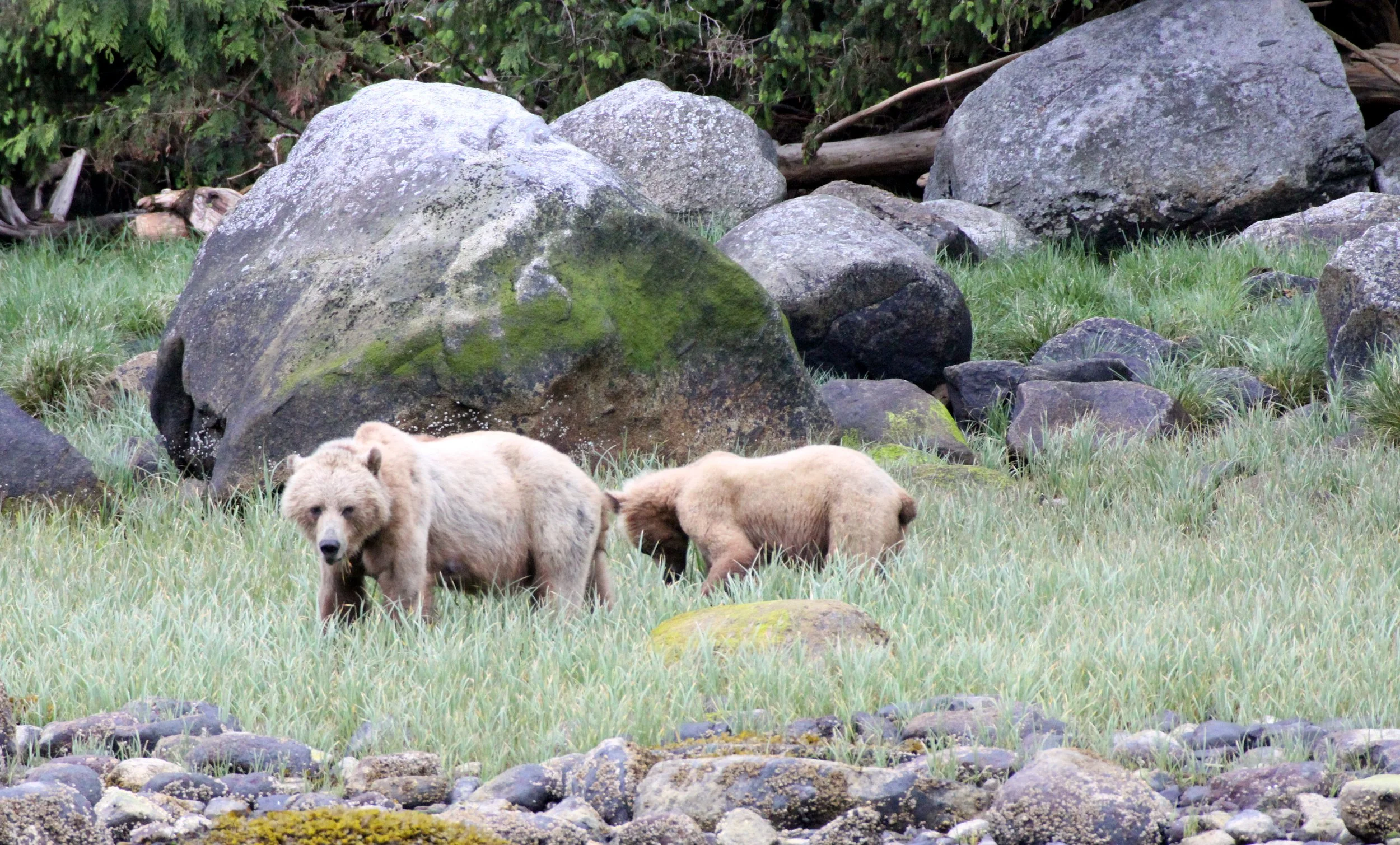 Ursus arctos stikeenensis - STICKEEN'S GRIZZLY BEAR - ROLL AND HER CUB - SOM'S - KNIGHT'S INLET BRITISH COLUMBIA (1).JPG