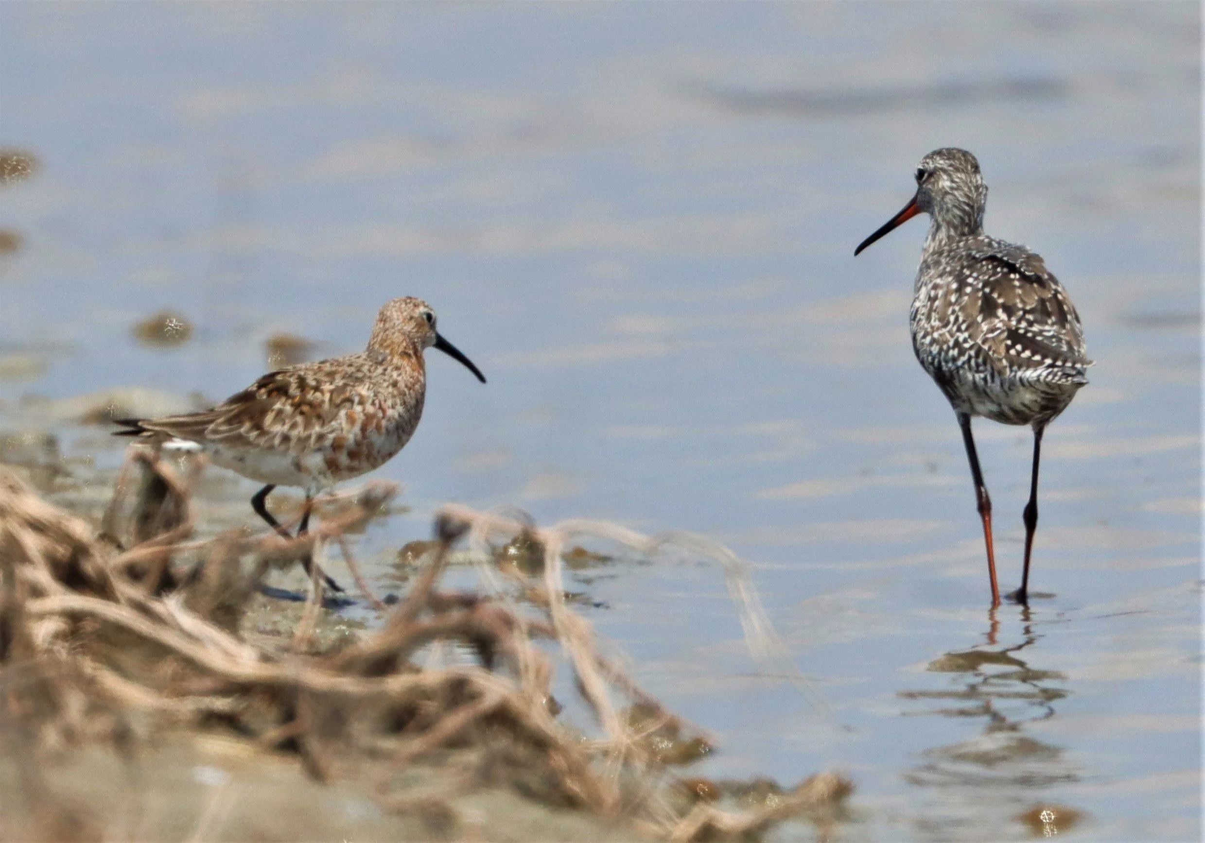 REDSHANK - SPOTTED REDSHANK - Tringa erythropus - BANG PAKONG SALT PANS CHACHOENGSAO WEST OF RIVER (8).jpg