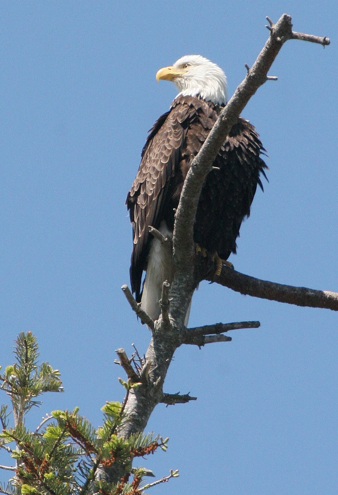 BIRD - EAGLE - BALD EAGLE - CLINE SPIT OVERLOOK SEQUIM WA (2) - Copy.JPG
