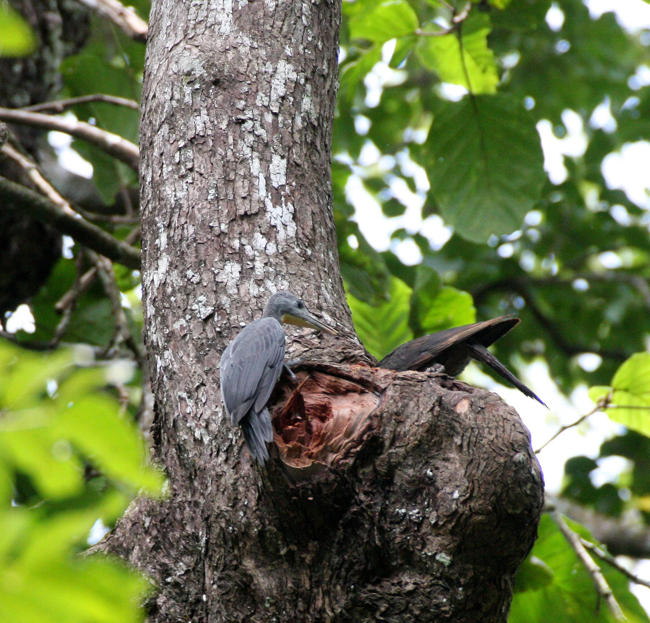 WOODPECKER - GREAT-SLATY WOODPECKER - Mulleripicus pulverulentus - KAENG KRACHAN NP THAILAND (17).JPG