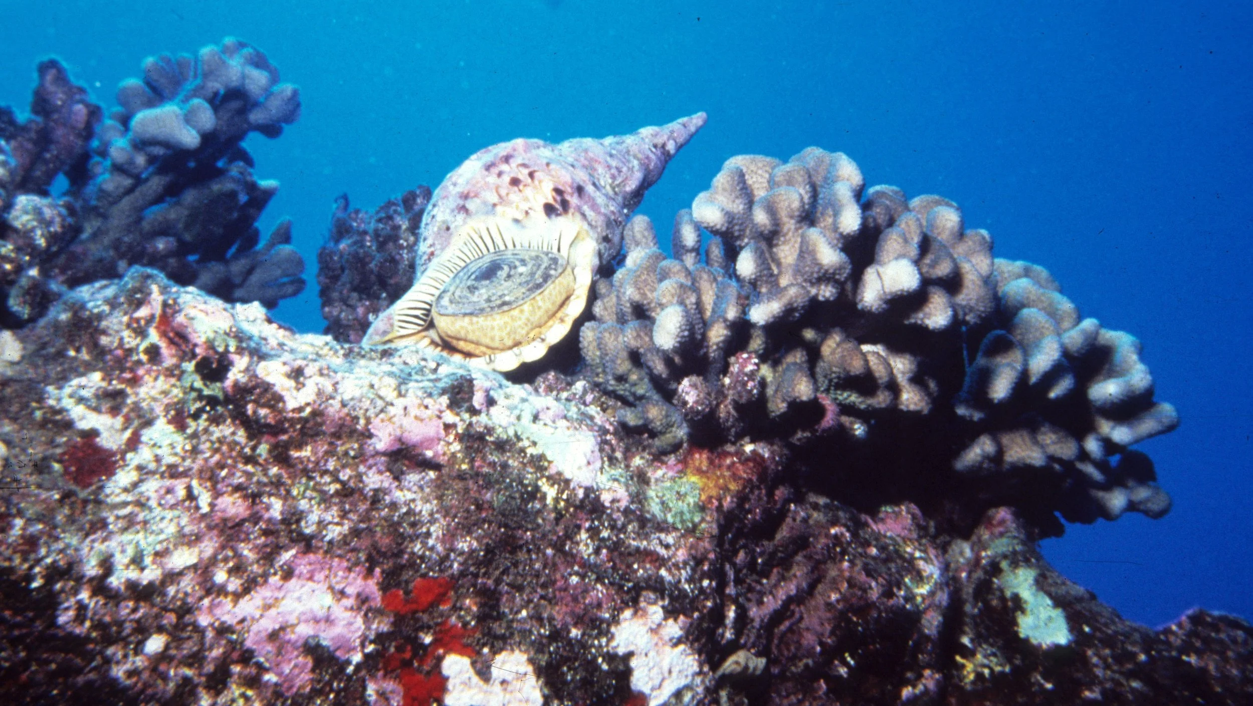 INVERT - MOLLUSCA - HAWAII.jpg
