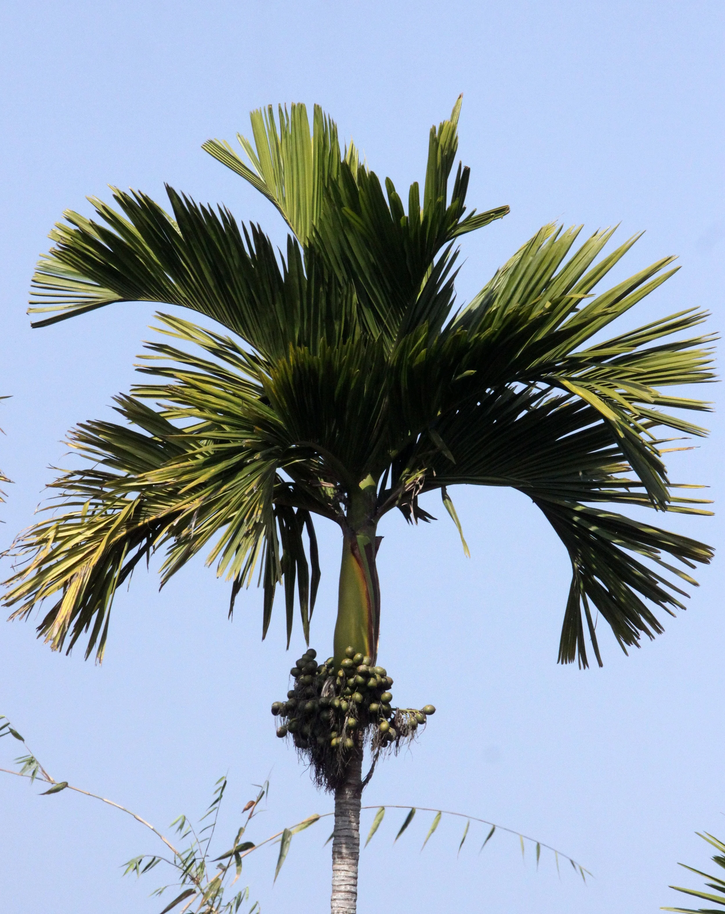 ASSAM - KAZIRANGA NATIONAL PARK ASSAM INDIA - HONEYCOMBS (10).JPG