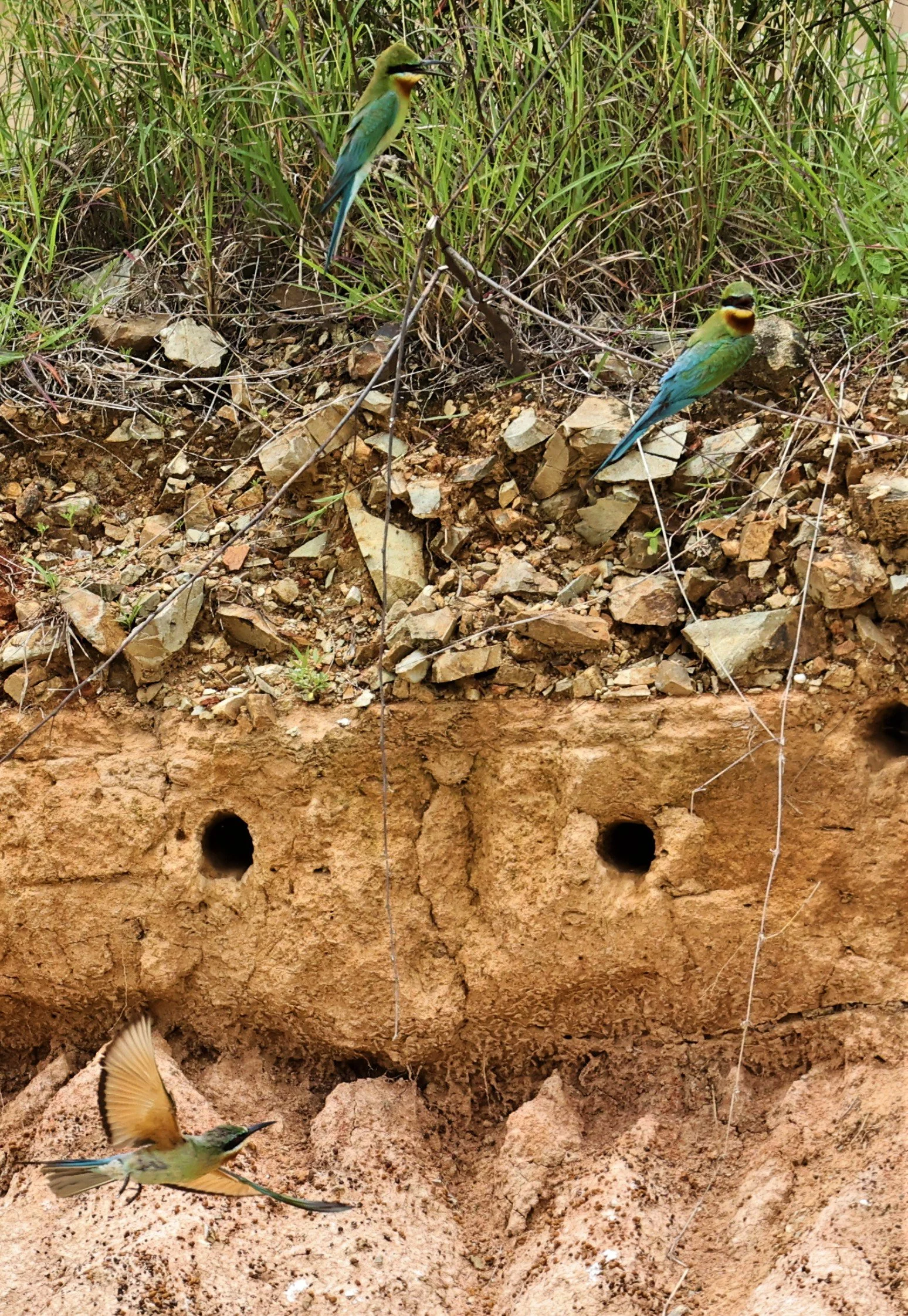BEE EATER - BLUE-TAILED BEE-EATER - Merops philippinus - PETCHABURI OPEN QUARY AREA ON WAY TO BAAN MAKA JUNE 2022 (7).jpg