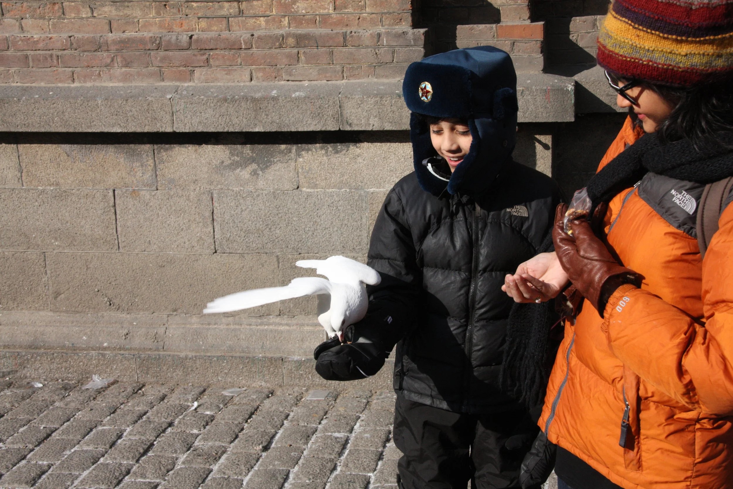 BIRD - PIGEON - HARBIN SAINT SOPHIA'S CATHEDRAL CHINA (38).JPG