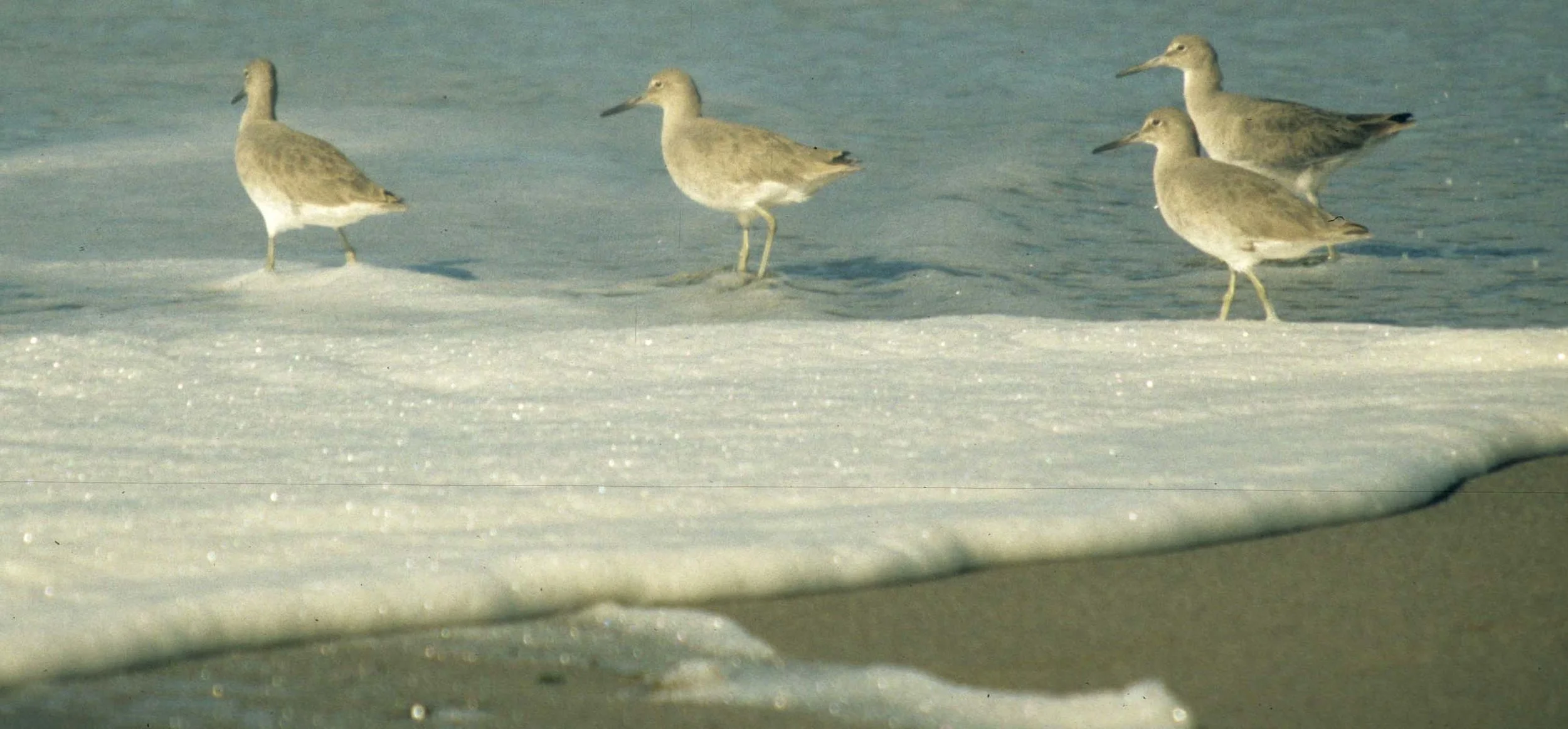 BIRD - WILLETS - POINT REYES SURF (2).jpg