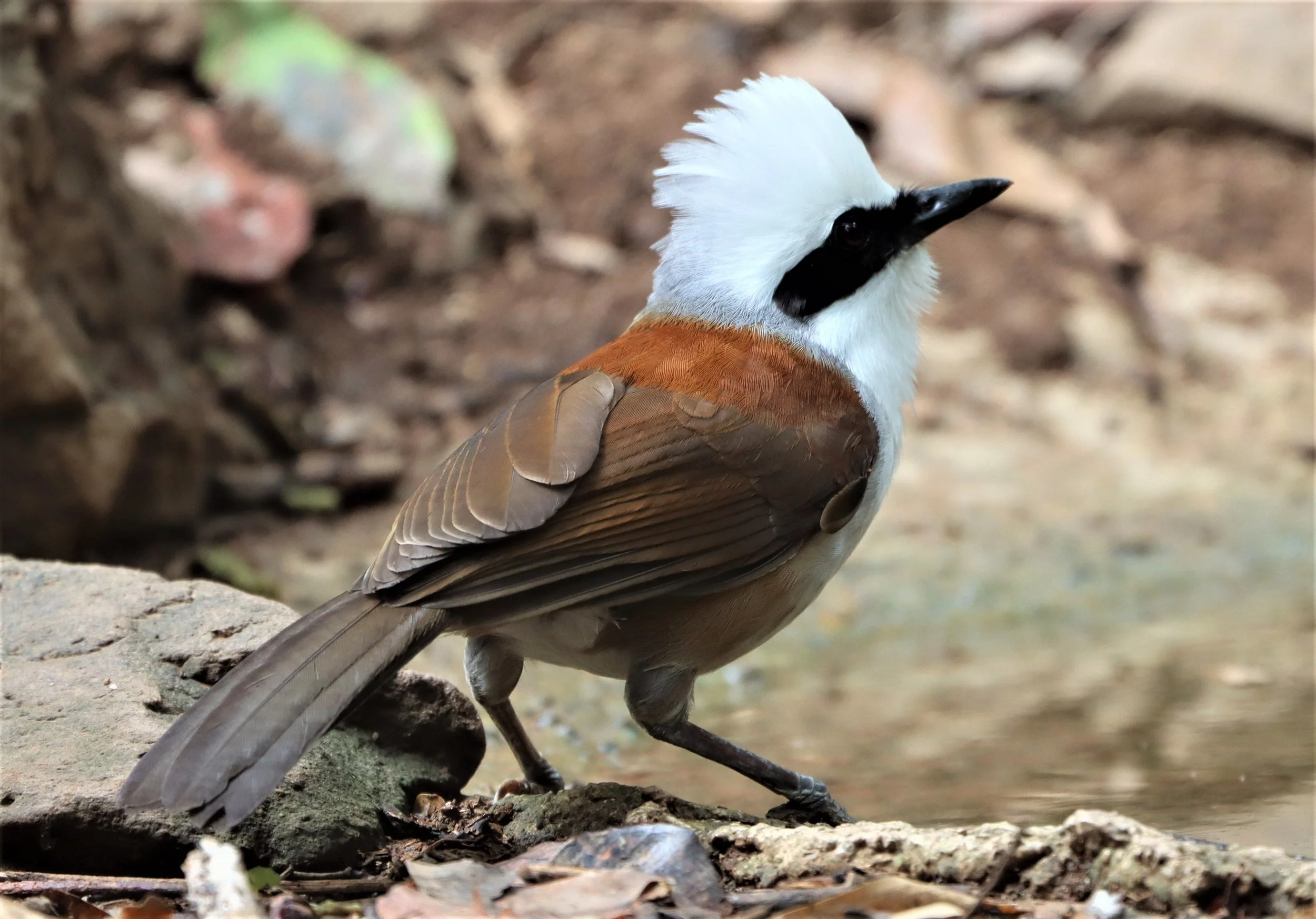 LAUGHINGTHRUSH - WHITE-CRESTED LAUGHINGTHRUSH - Garrulax leucolophus - KAENG KRACHAN THAILAND NEUNG HIDE (29).jpg