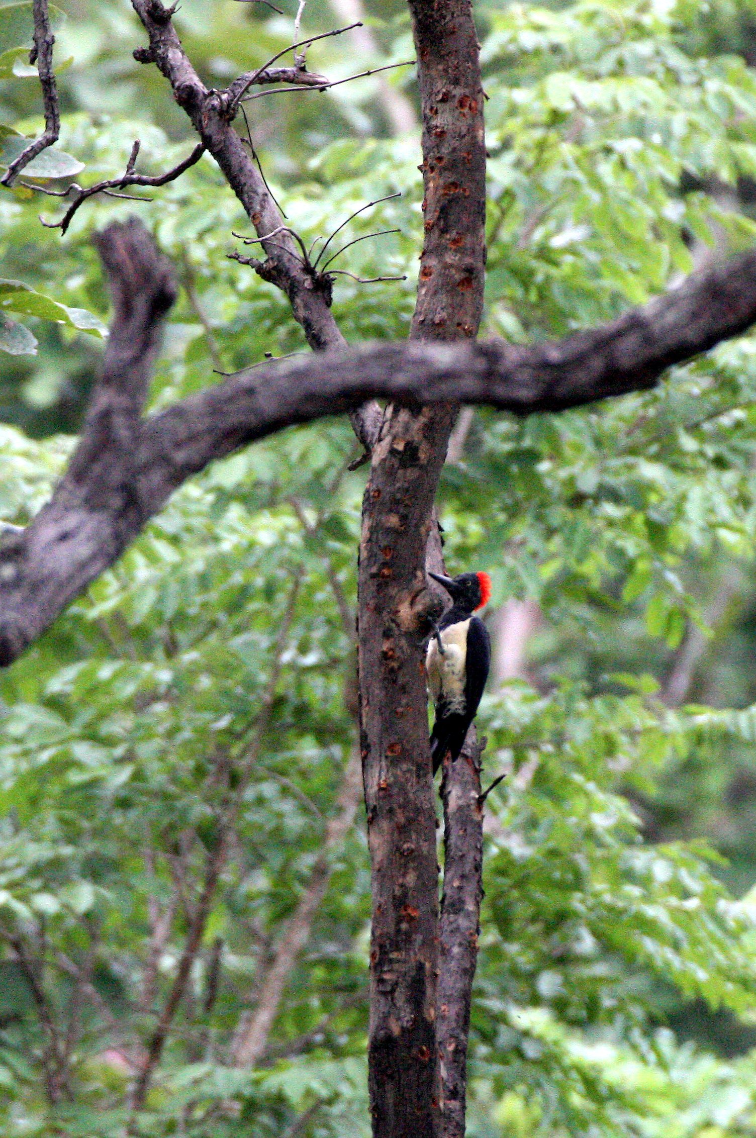 WOODPECKER - WHITE-BELLIED WOODPECKER - Dryocopus javensis - HUAI KHA KHAENG NWS THAILAND (3).JPG
