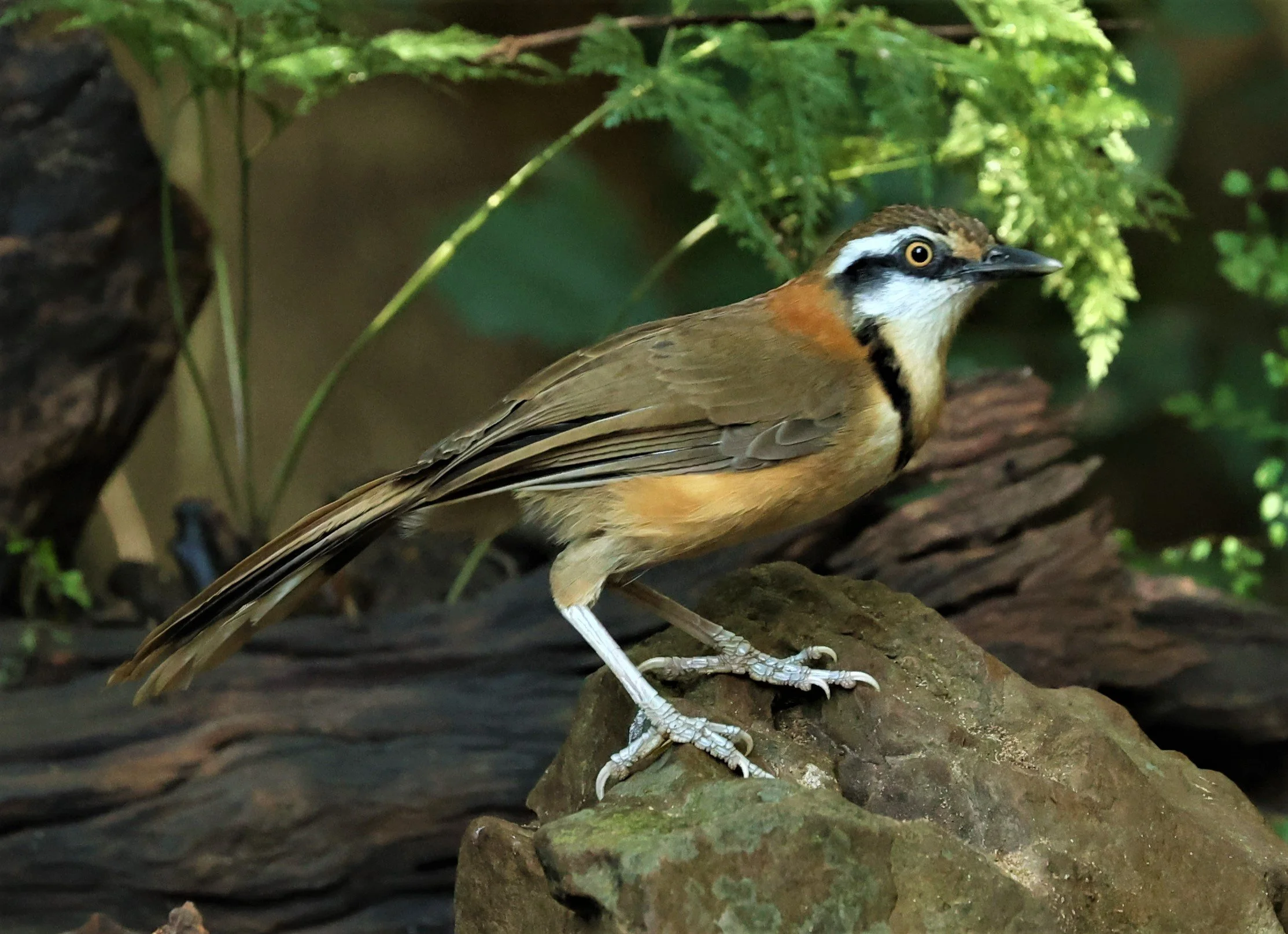 LAUGHINGTHRUSH - LESSER NECKLACED LAUGHINGTHRUSH - Garrulax monileger - PETCHABURI PROVINCE - NUY HIDE NEAR KAENG KRACHAN JAN 2022 (7).jpg