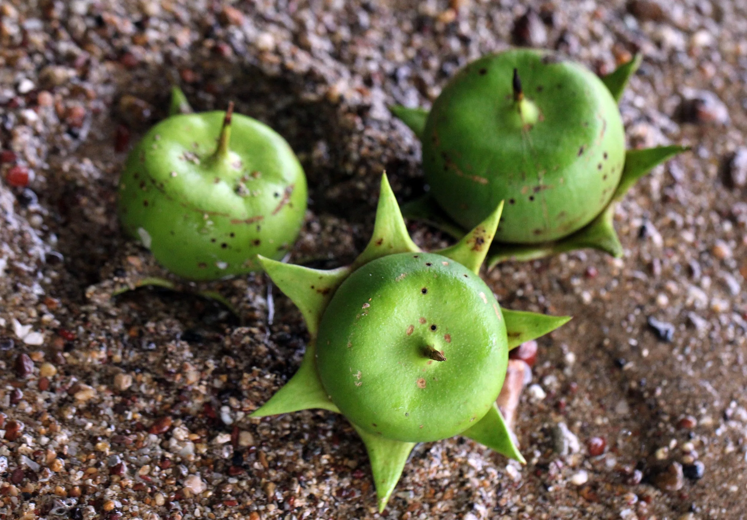 2015 Koh Lanta October Break Trip  (119).JPG