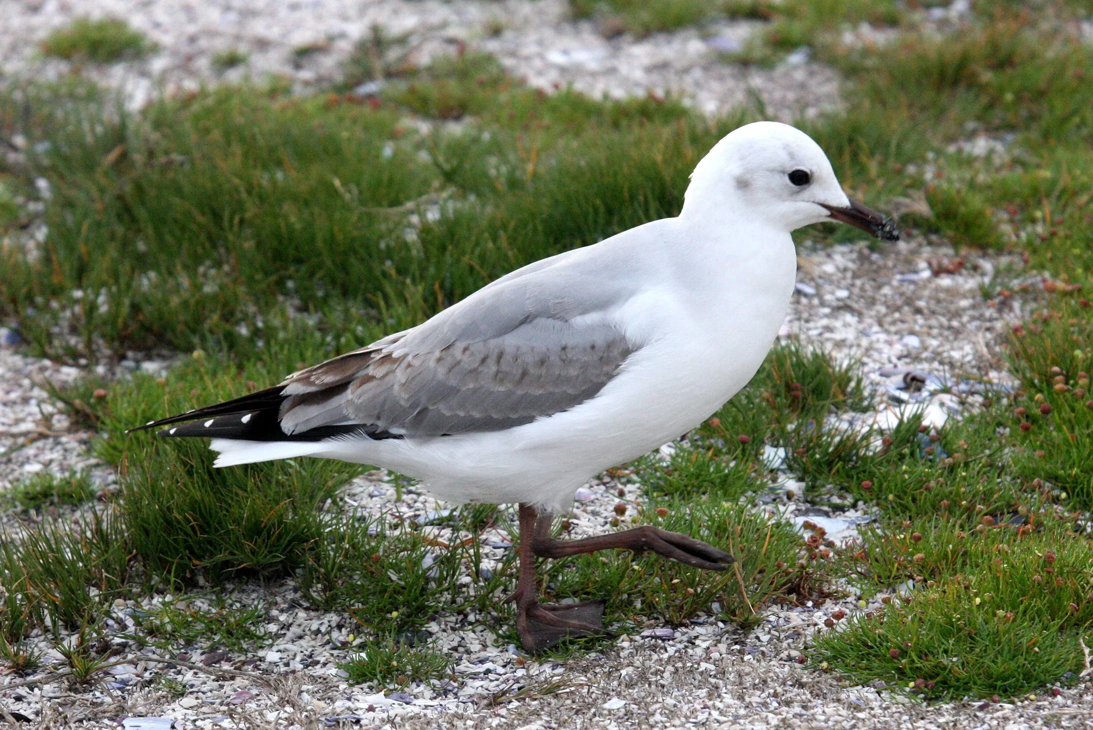 BIRD - GULL - HARTLAUB'S GULL - WEST COAST NATIONAL PARK SOUTH AFRICA (8).JPG