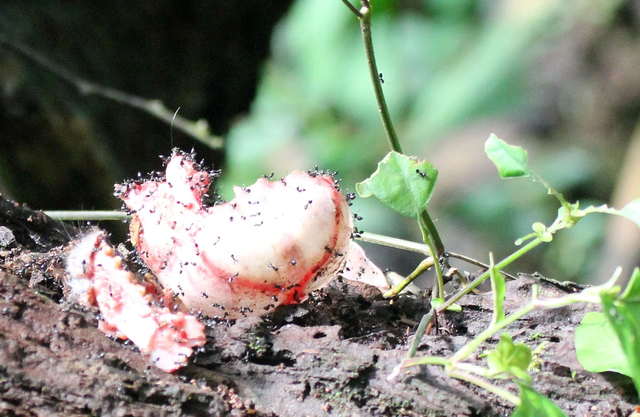 DZANGA NDOKI NATIONAL PARK CENTRAL AFRICAN REPUBLIC (10).JPG