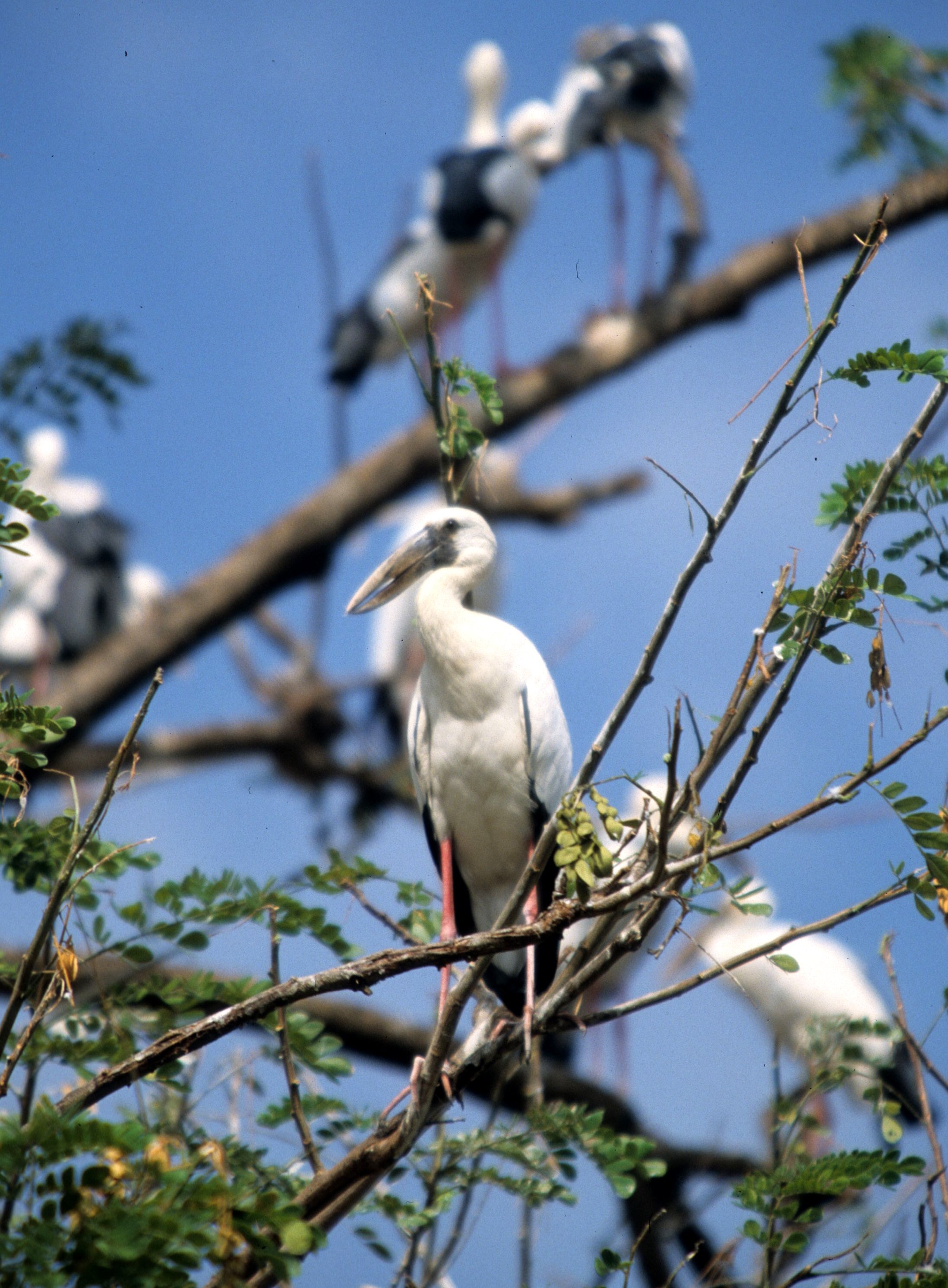 STORK - ASIAN OPENBILL - Anastomus oscitans - AYUDTHAYA - CHAO PRAYA RIVER RIPARIAN ZONE (3).jpg