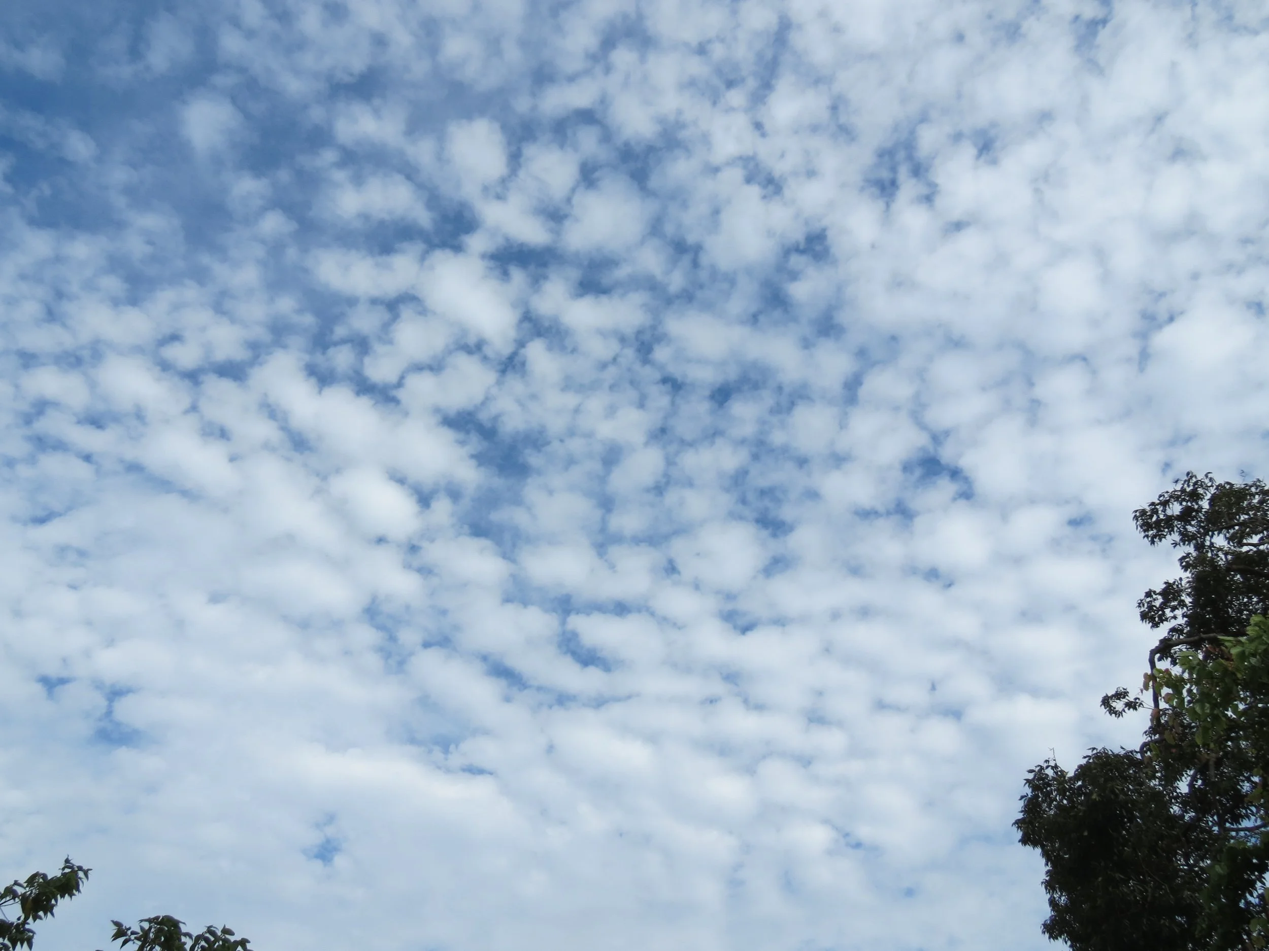 SON TRA PENINSULA - COKIE'S IMAGES (19).JPG