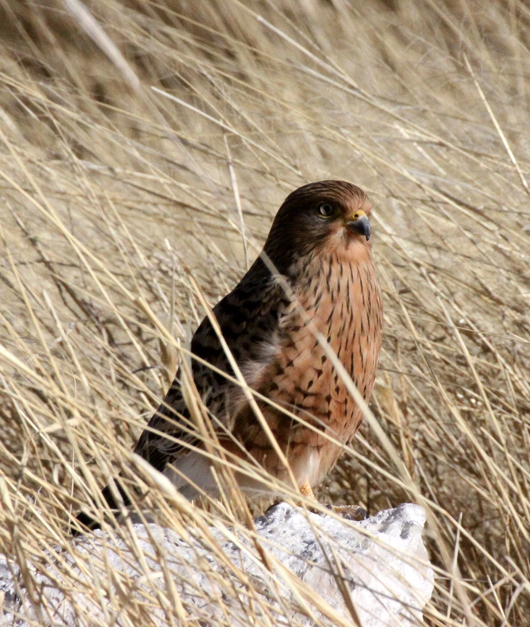 BIRD - KESTREL - GREATER KESTREL - FALCO RUPICOLOIDES - ETOSHA NATIONAL PARK NAMIBIA (13).JPG