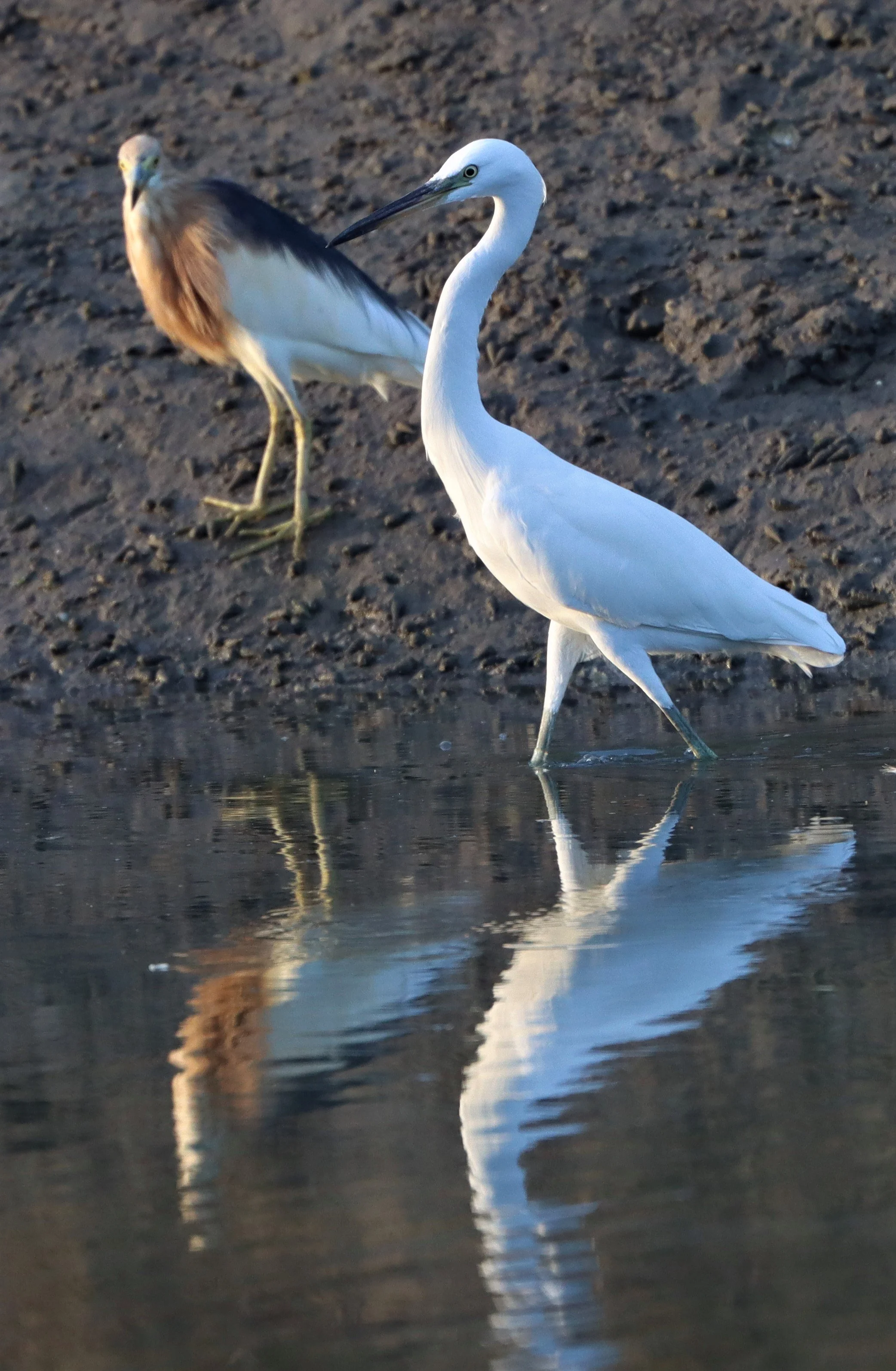 EGRET - CHINESE EGRET - Egretta eulophotes - LAEM PAK BIA PETBURI (50).jpg