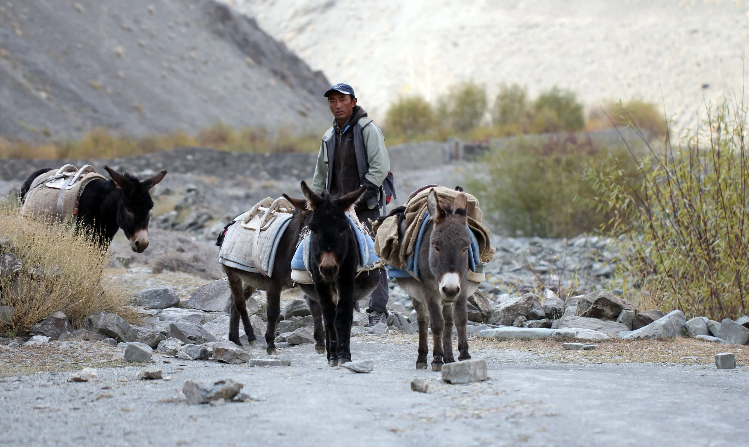 HEMIS NATIONAL PARK - LADAKH INDIA - JAMMU & KASHMIR NEAR RUMBAK VILLAGE (127).JPG