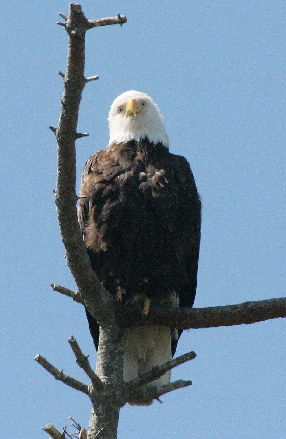 Haliaeetus leucocephalus - AMERICAN BALD EAGLE - CLINE SPIT OVERLOOK SEQUIM WA (53).JPG