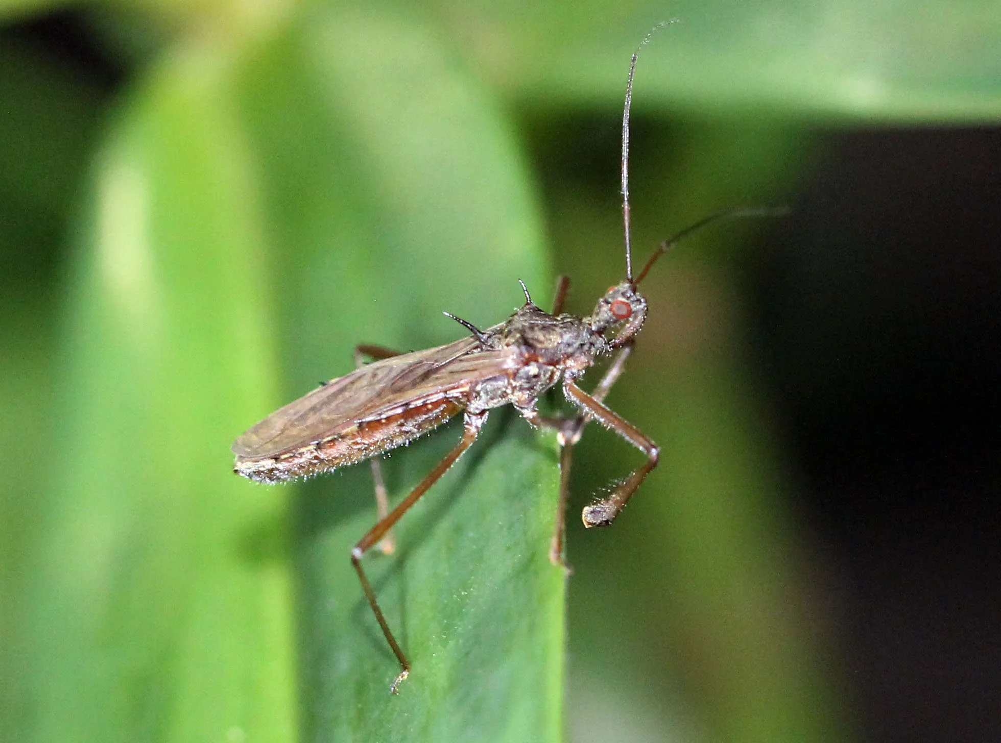 Lygaeidae species 9 - Koh Lanta Thailand