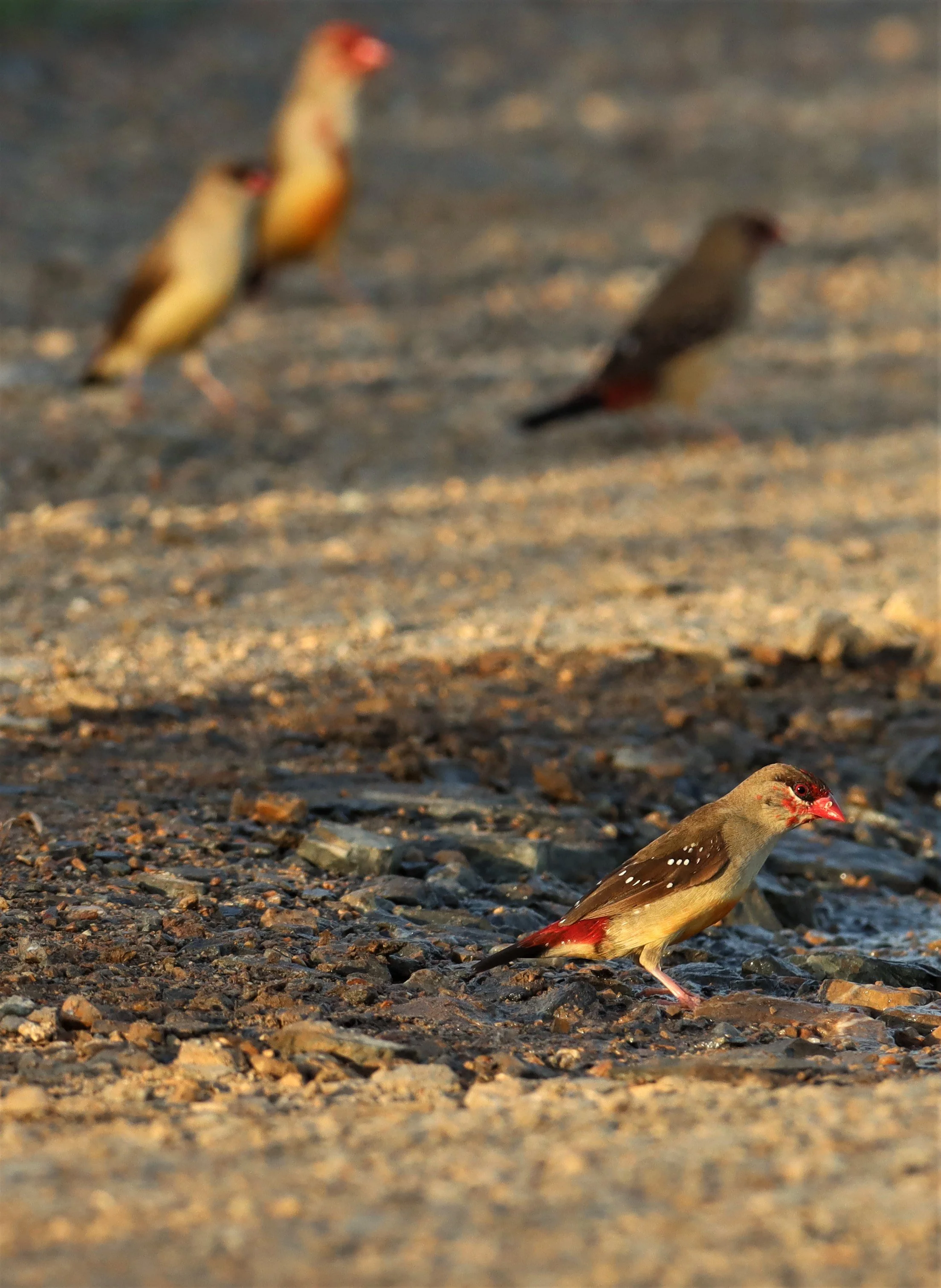 RED AVADAVAT - Amandava amandava - LAT KRABANG RICE FIELDS AT THAP YAO (102).jpg