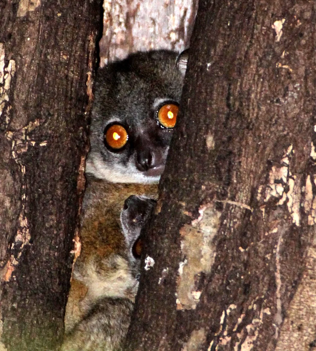 LEPILEMURIDAE - Lepilemur septentrionalis - SAHAFARY SPORTIVE LEMUR - ANKARANA NATIONAL PARK MADAGASCAR (99).JPG