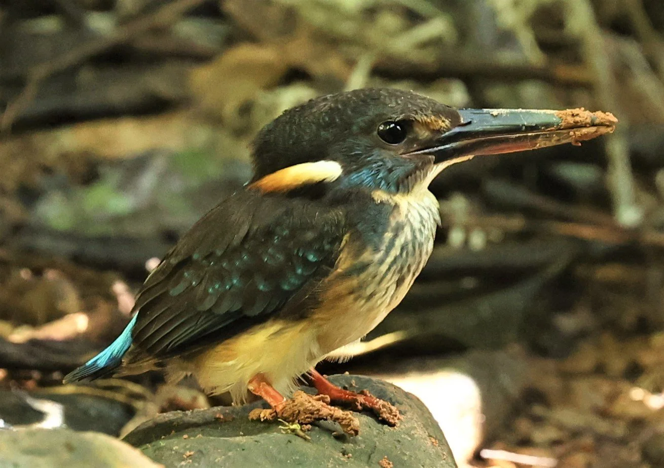 Malaysian blue-banded kingfisher (Alcedo peninsulae) male