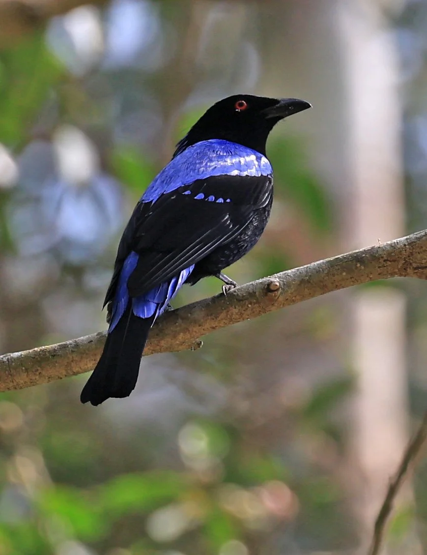 Asian Fairy-bluebird (Irena puella) Khao Yai National Park Feb 2026 Day 2 (15).jpg